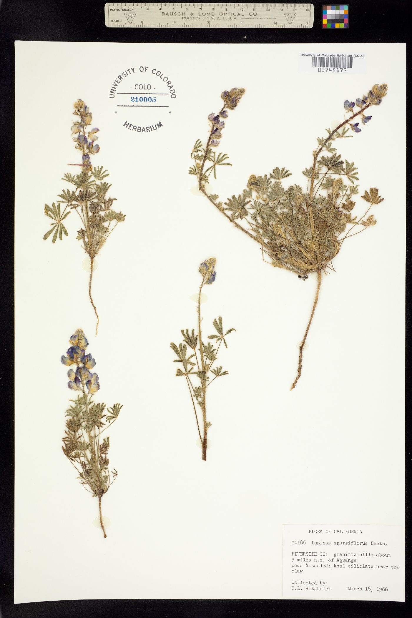 Lupinus sparsiflorus image