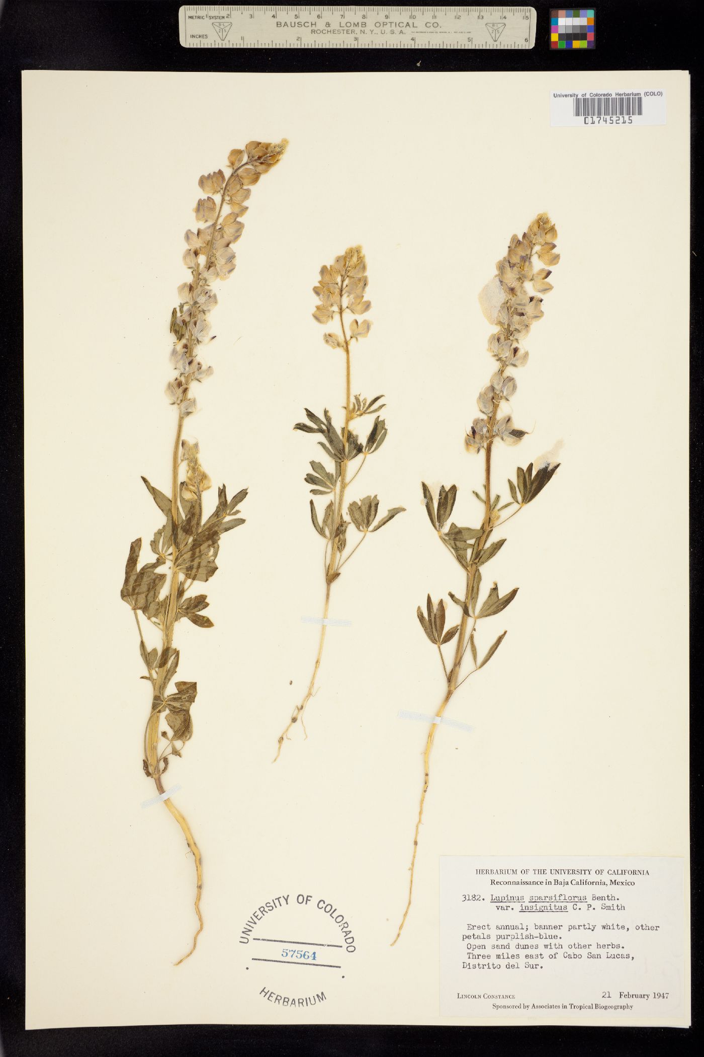 Lupinus sparsiflorus image