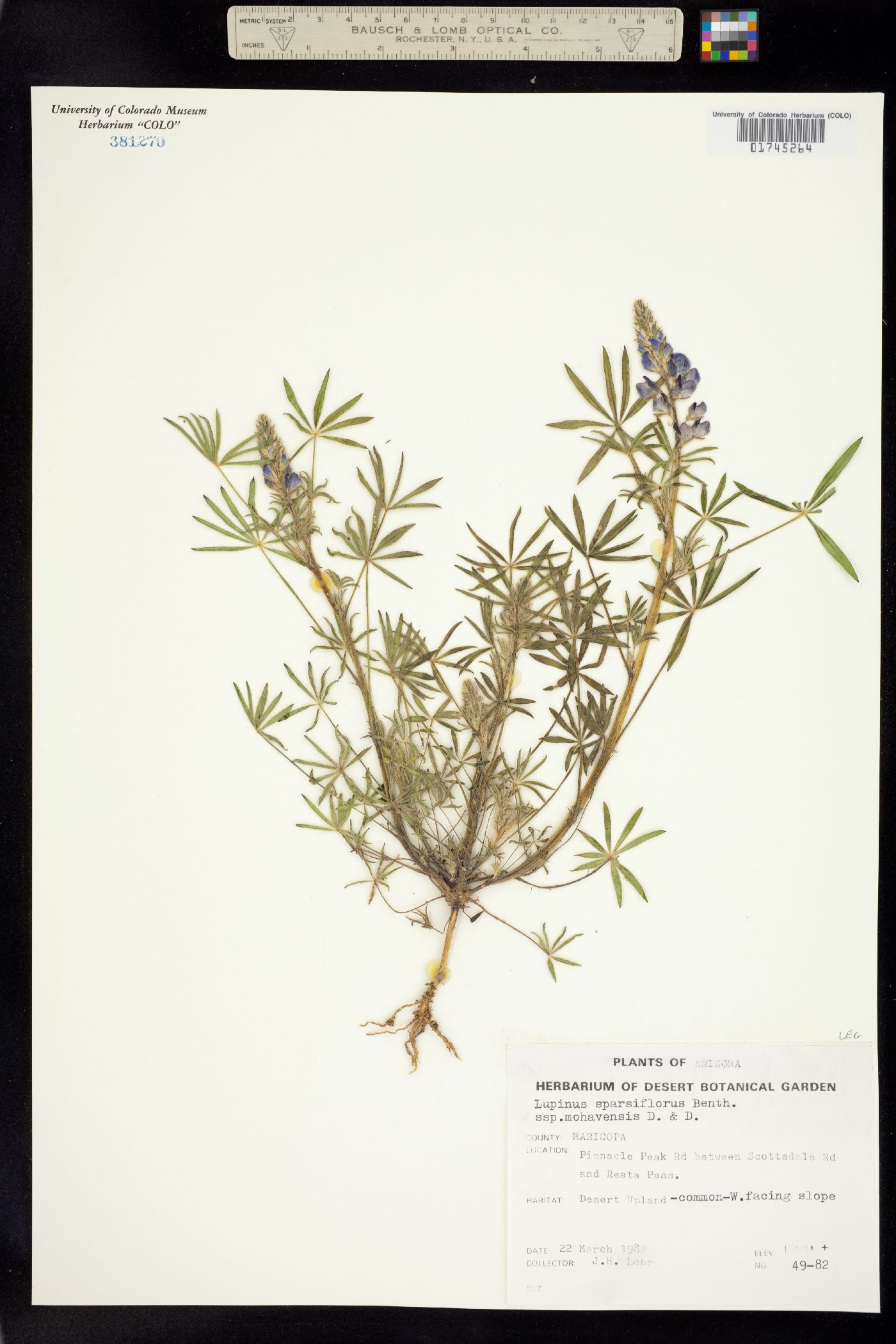 Lupinus sparsiflorus image