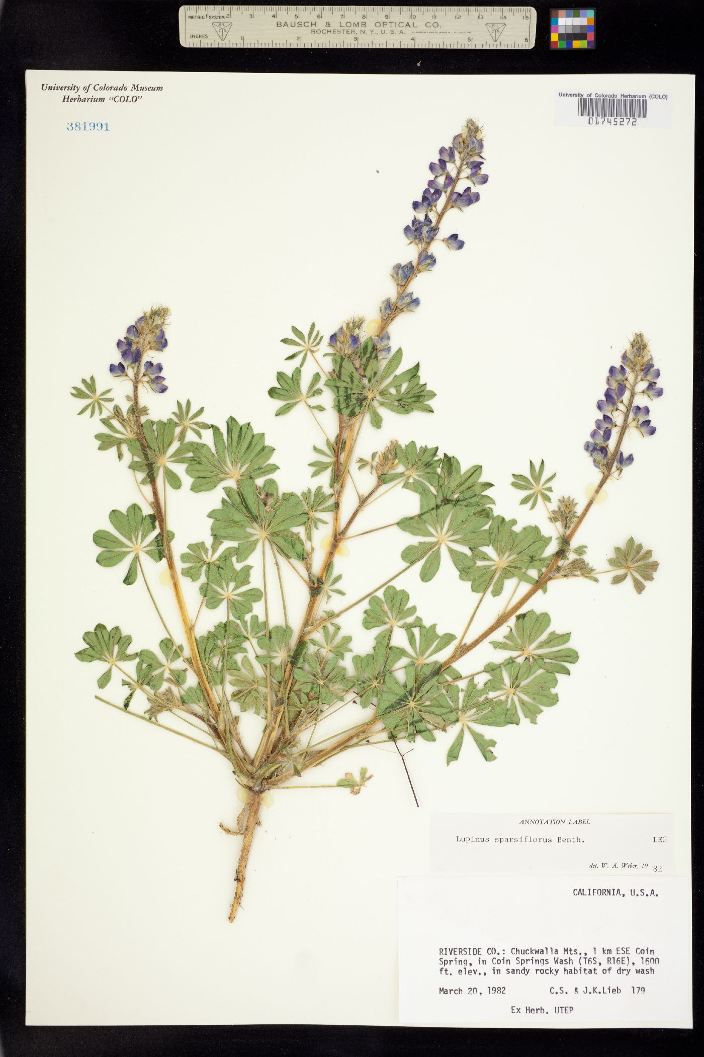 Lupinus sparsiflorus image