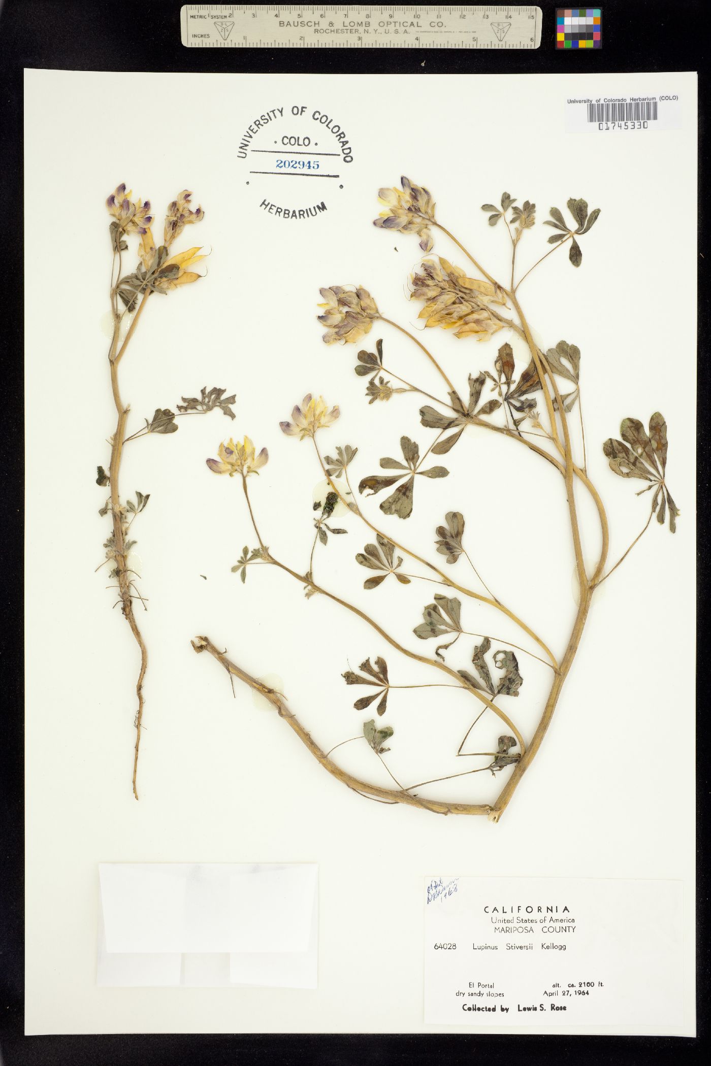 Lupinus stiversii image
