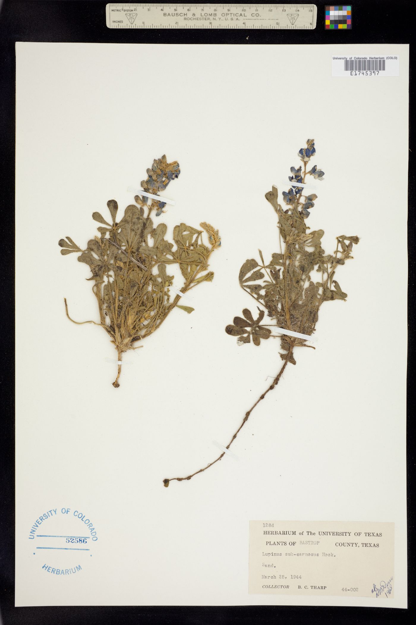 Lupinus subcarnosus image
