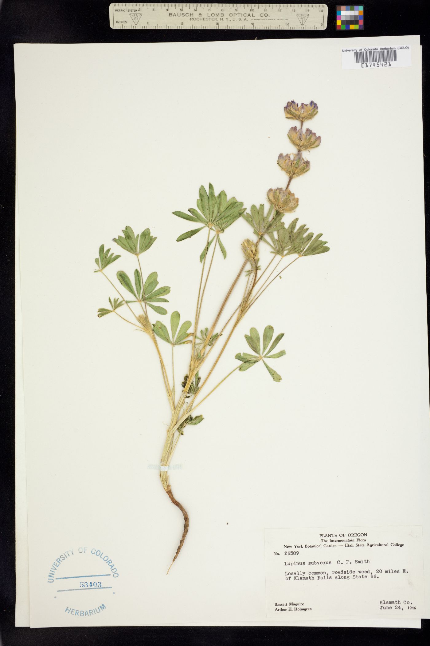 Lupinus subvexus image