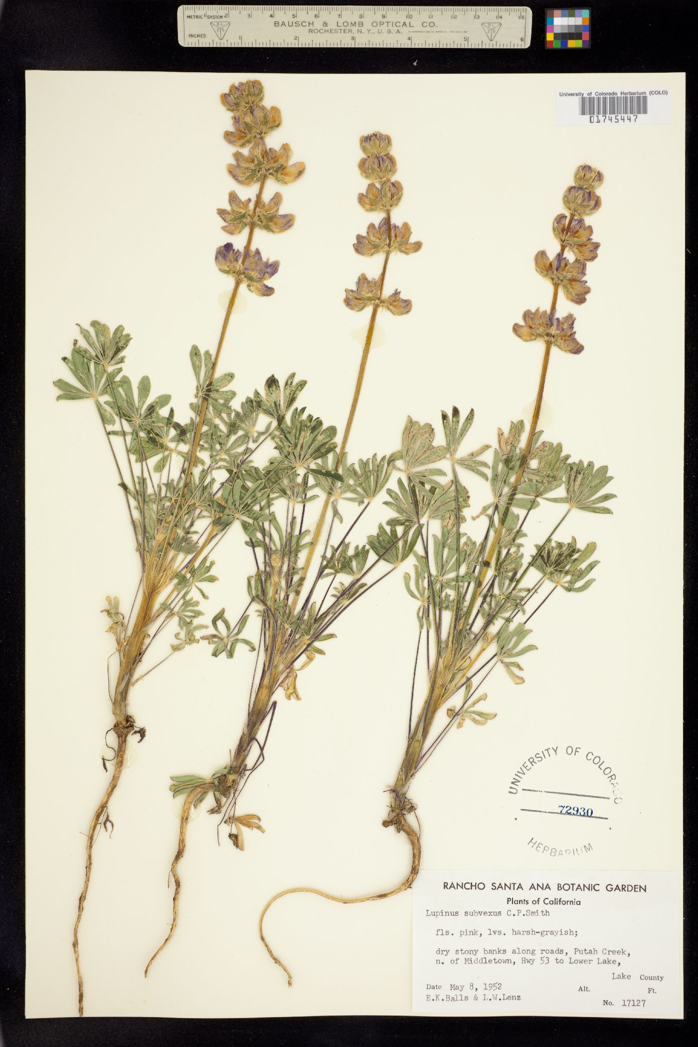 Lupinus subvexus image