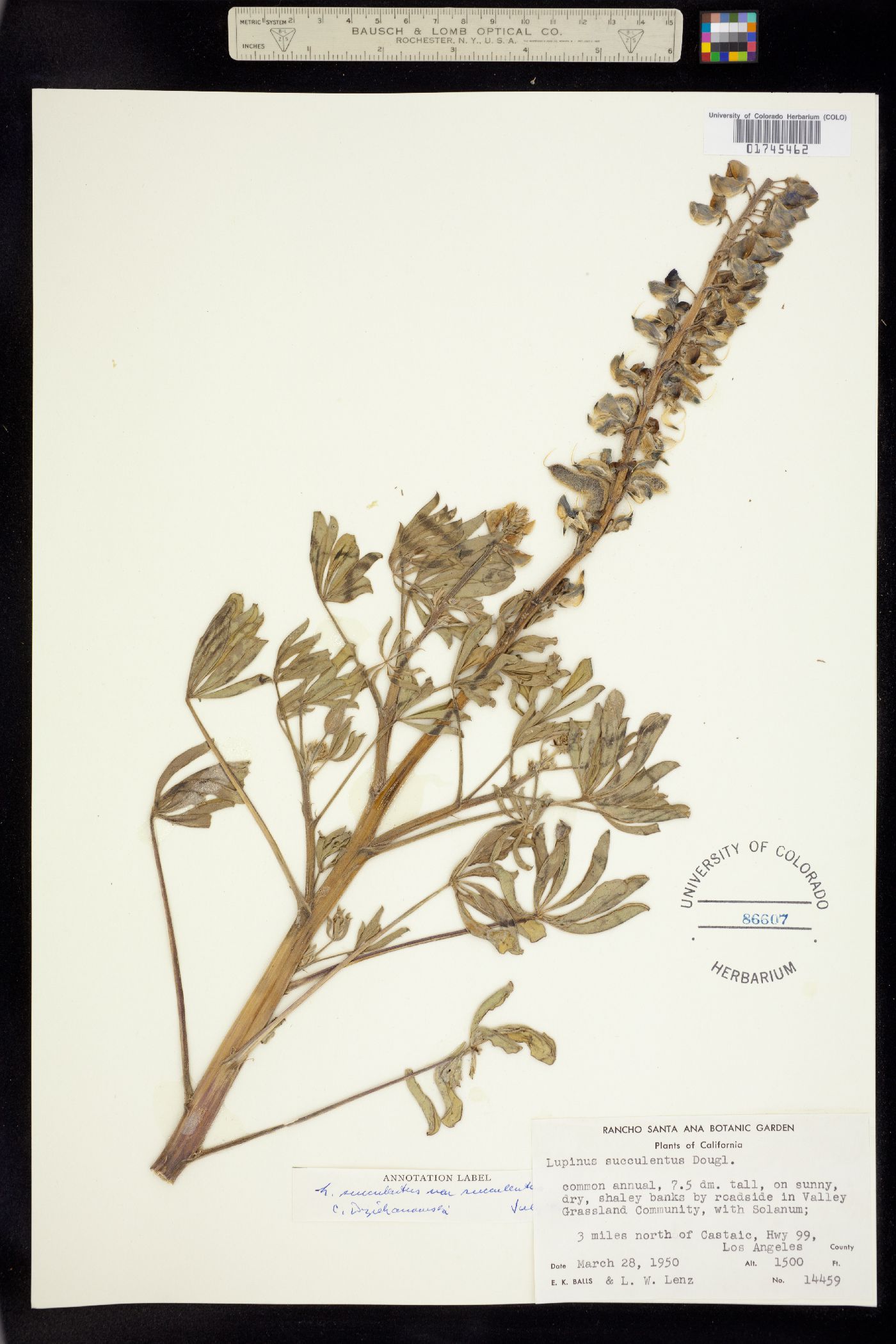 Lupinus succulentus image