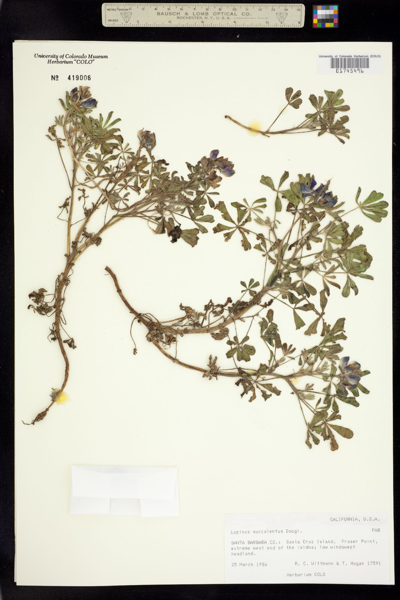 Lupinus succulentus image
