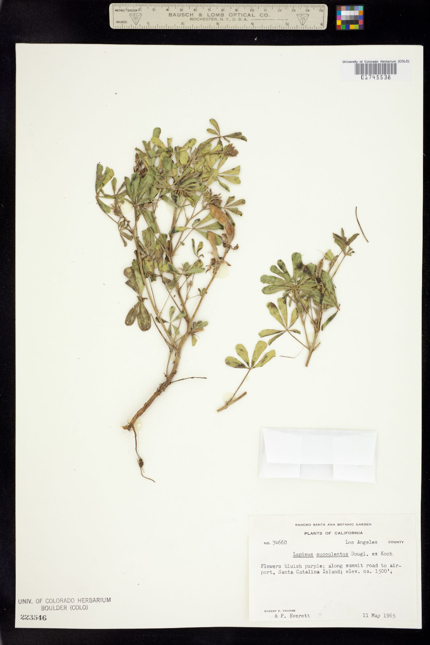 Lupinus succulentus image