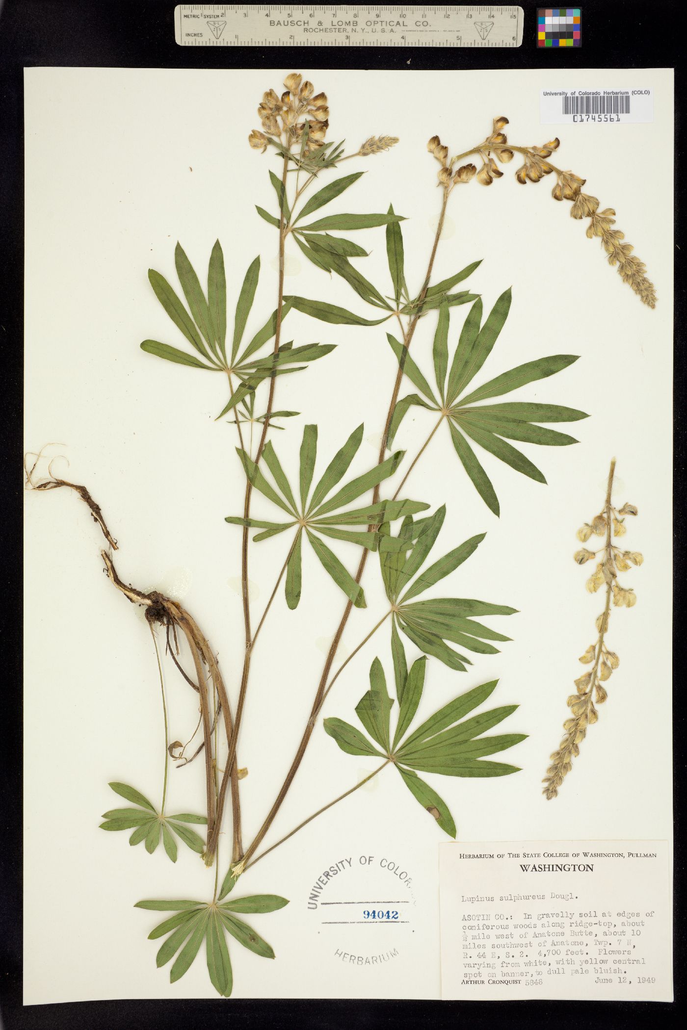 Lupinus sulphureus image