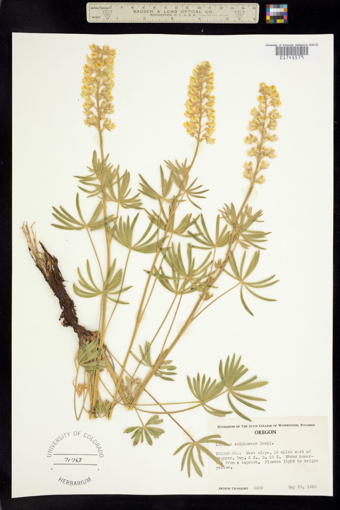 Lupinus sulphureus image