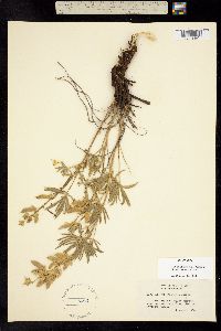 Lupinus sulphureus image