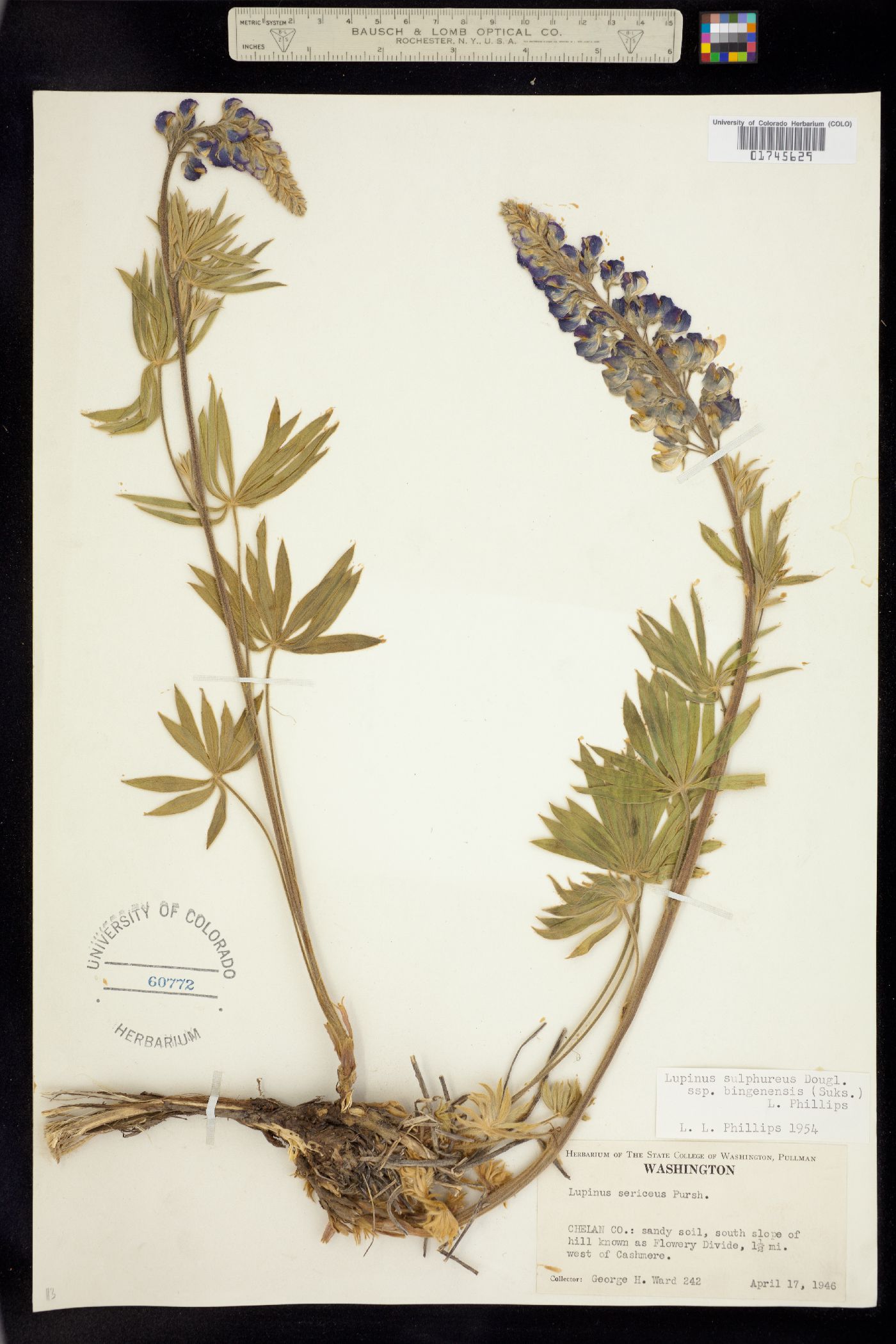 Lupinus sulphureus image