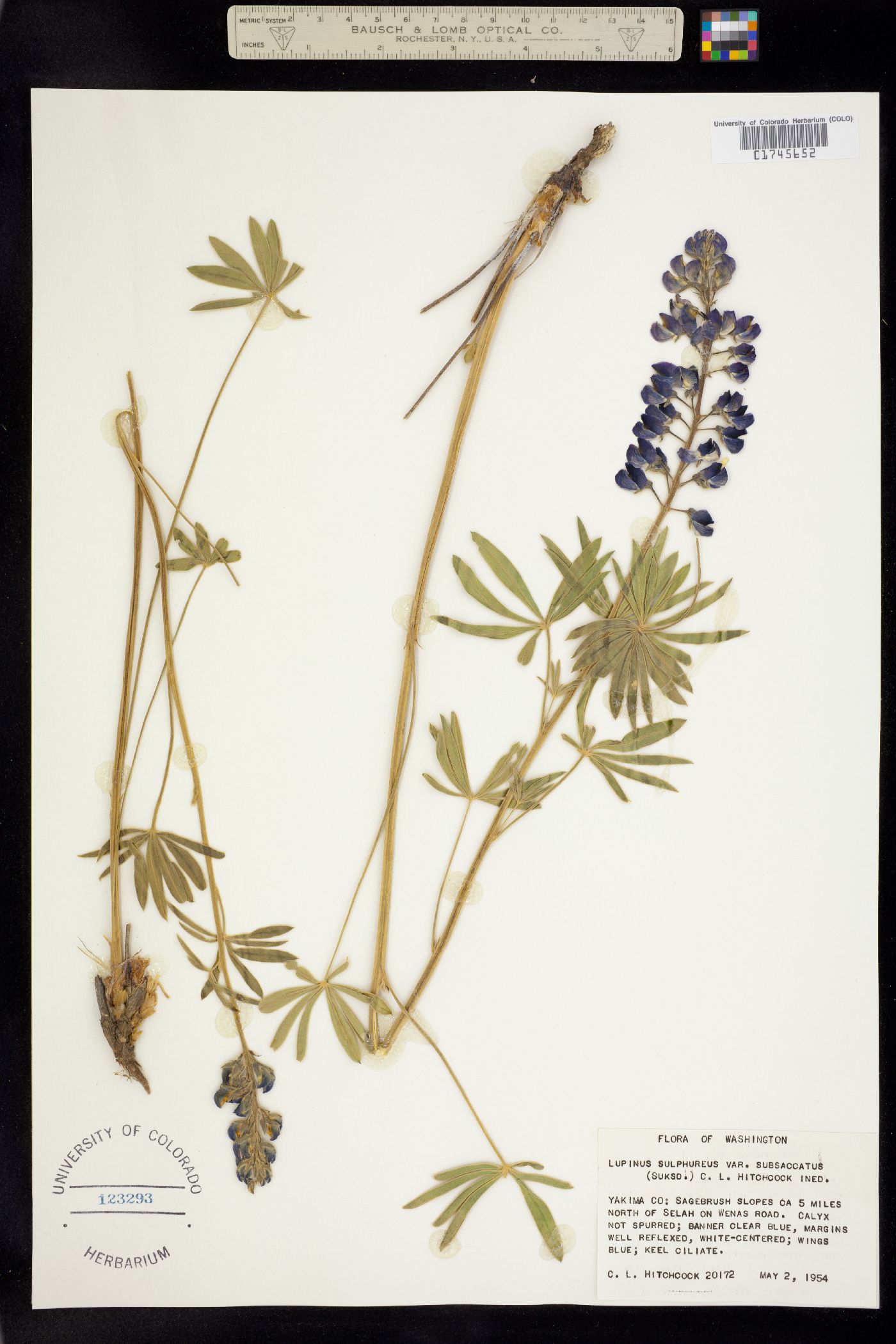 Lupinus sulphureus image