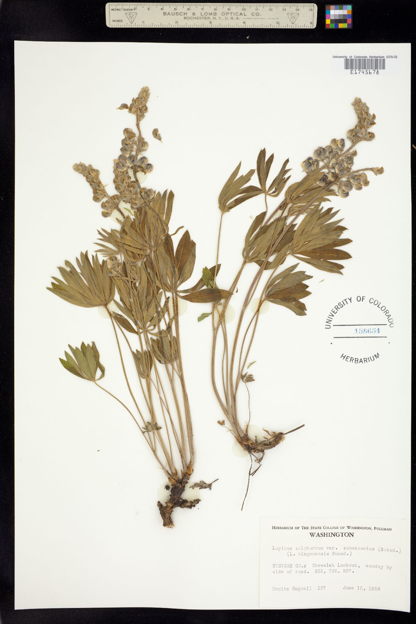 Lupinus sulphureus image
