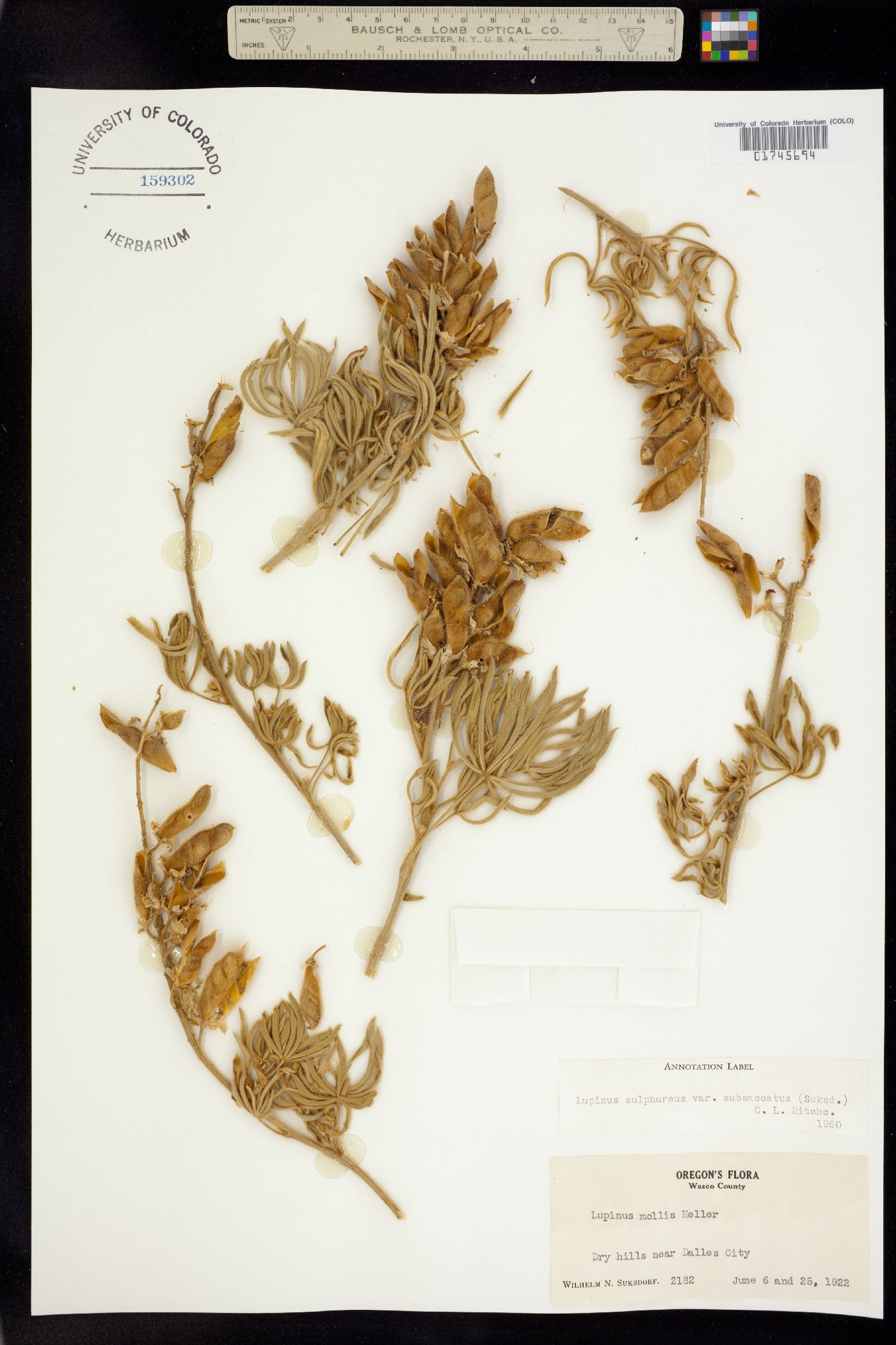 Lupinus sulphureus image
