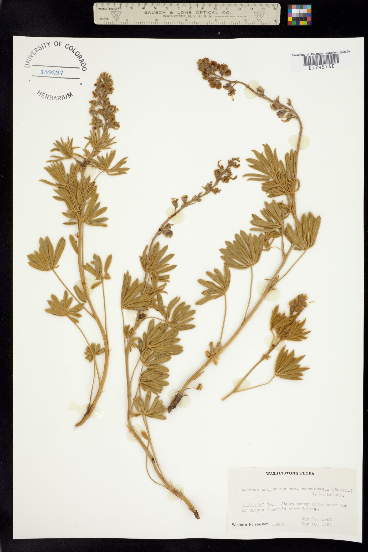 Lupinus sulphureus image