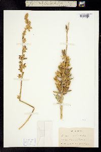 Lupinus polyphyllus ssp. superbus image