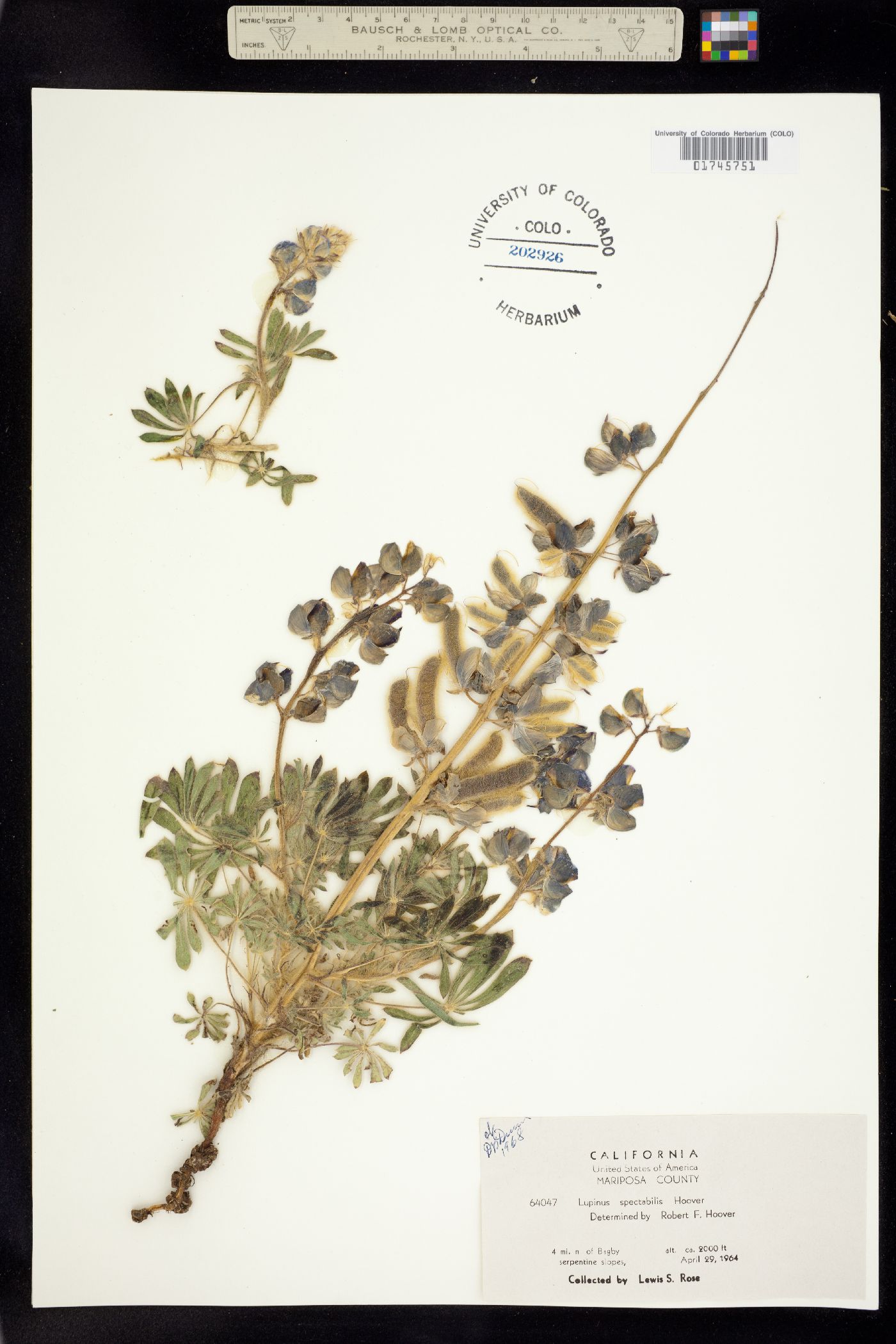 Lupinus spectabilis image