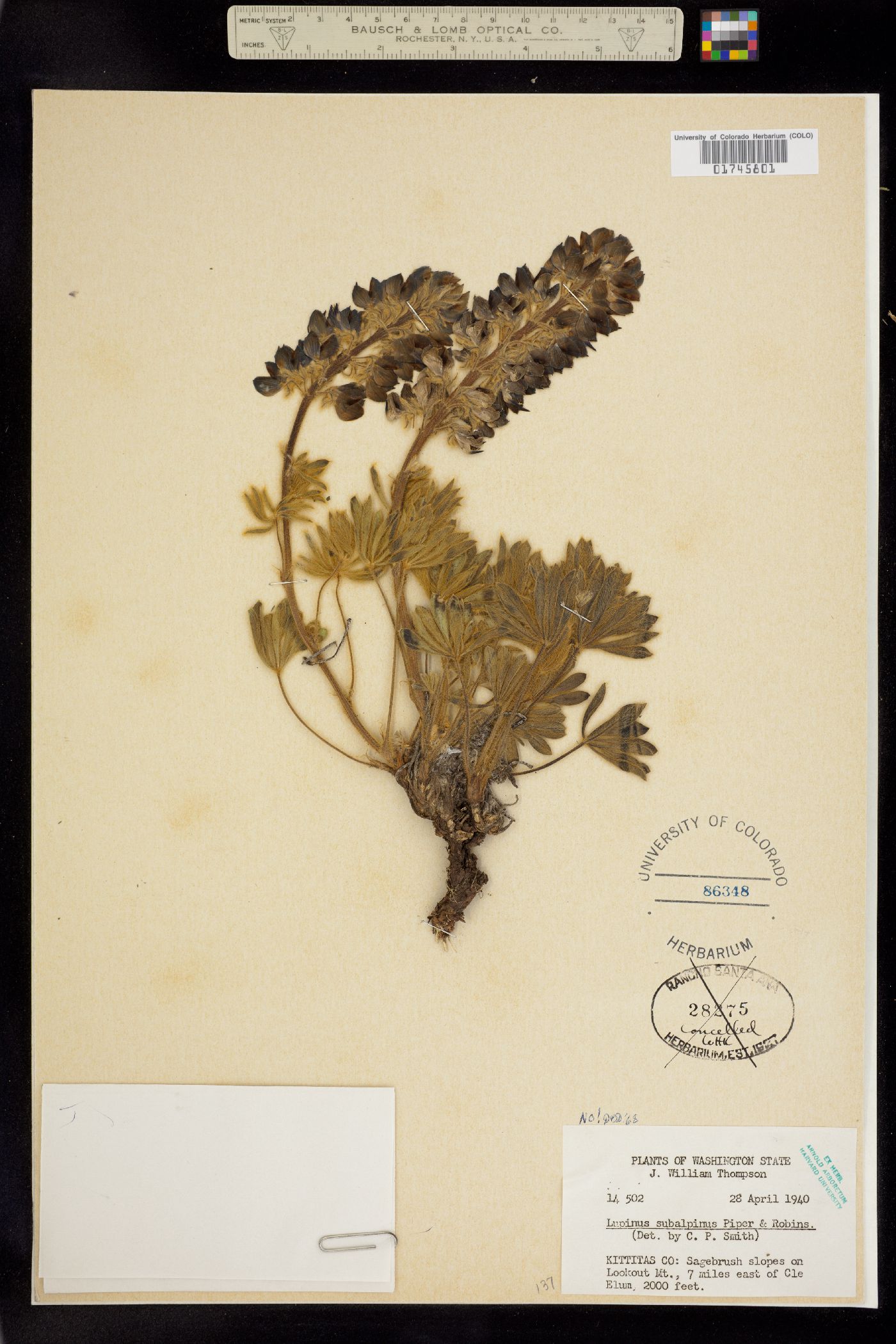 Lupinus arcticus ssp. subalpinus image