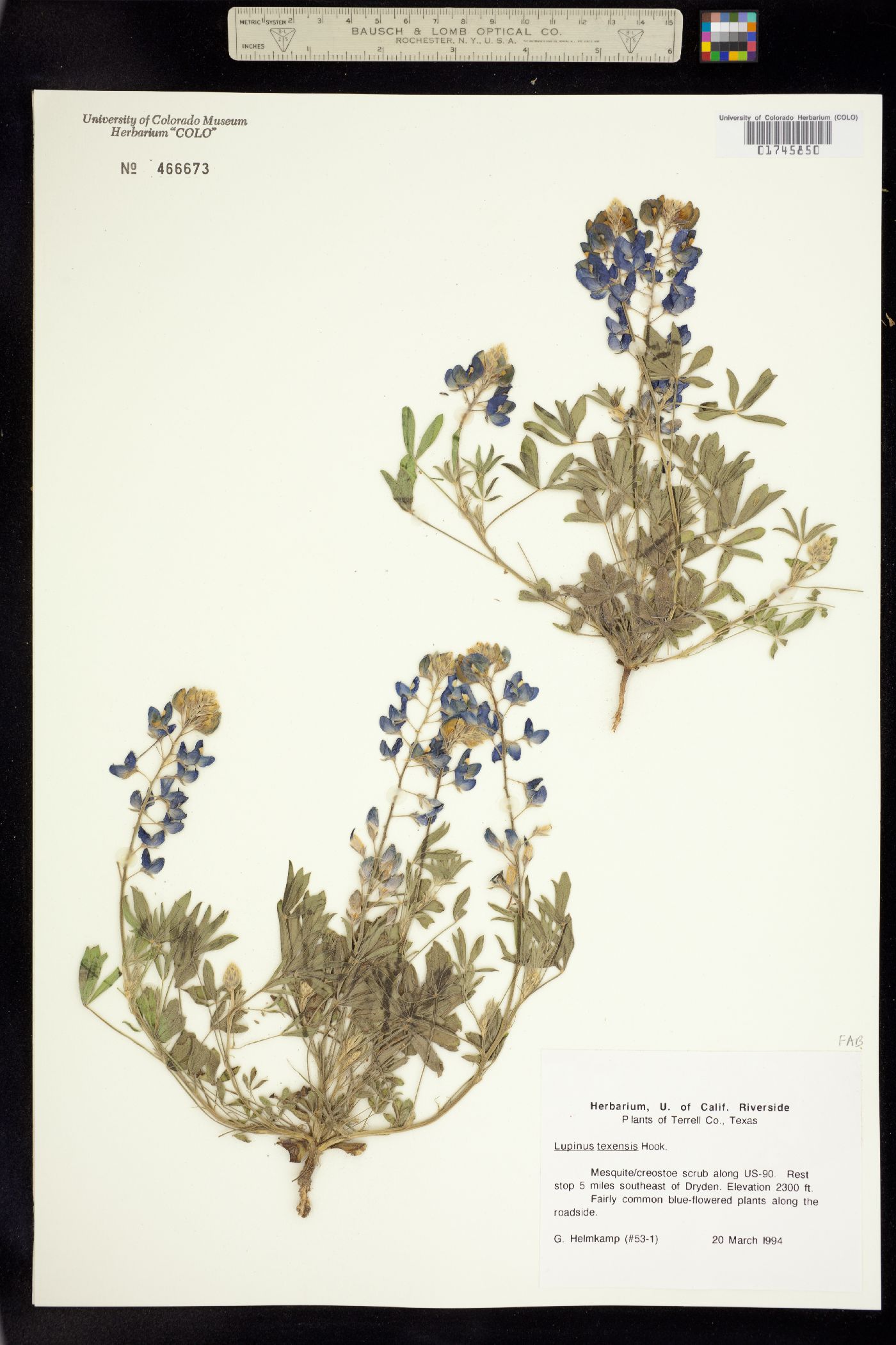 Lupinus texensis image