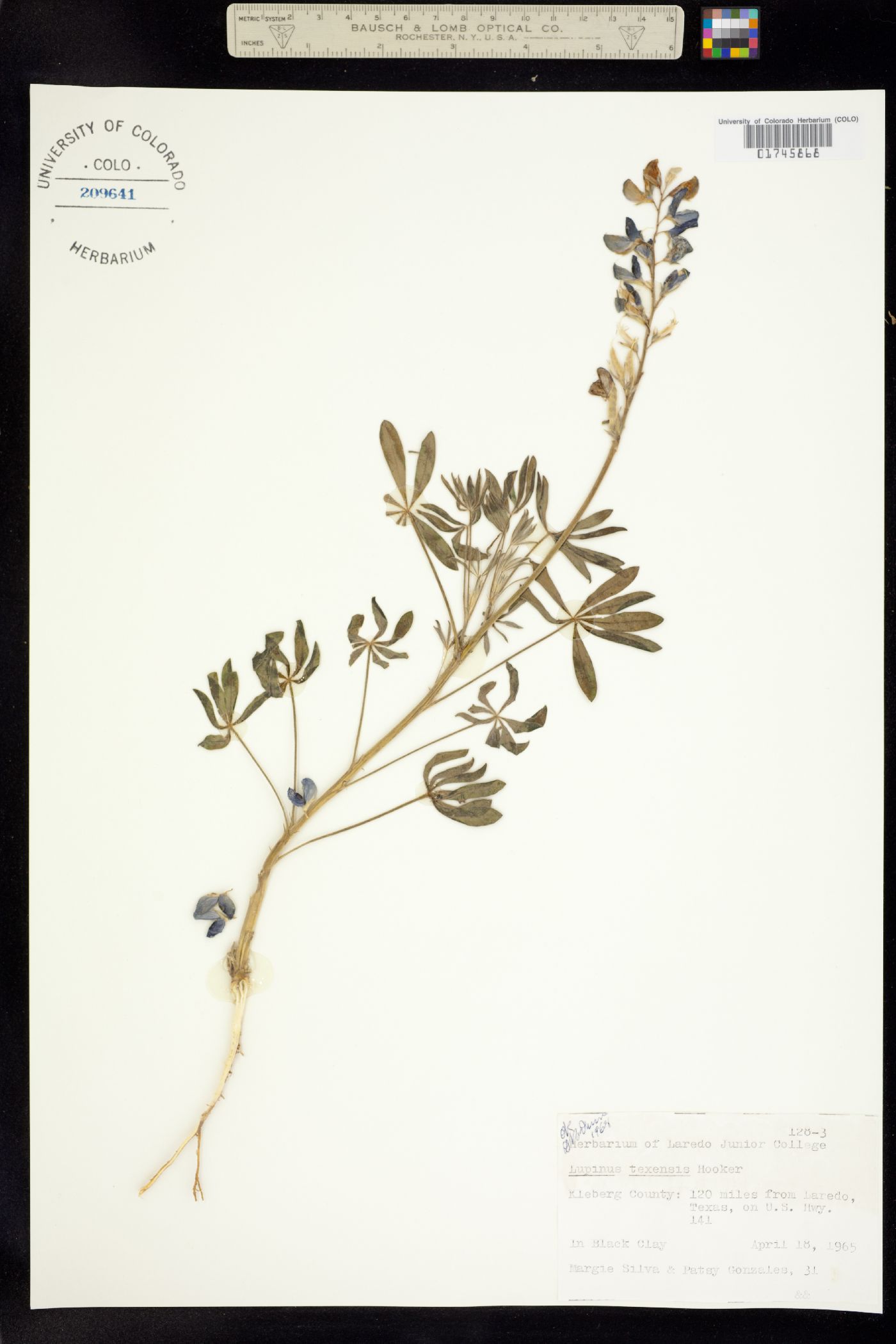 Lupinus texensis image