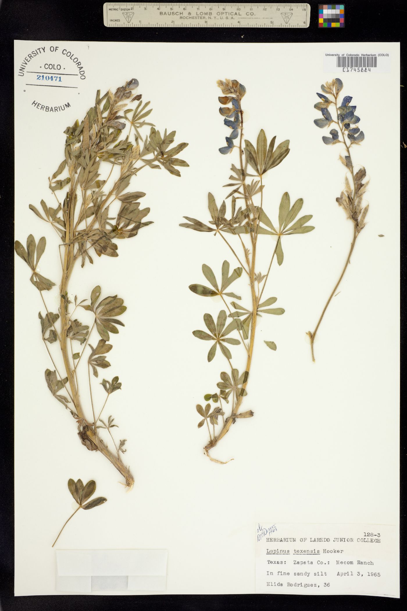Lupinus texensis image