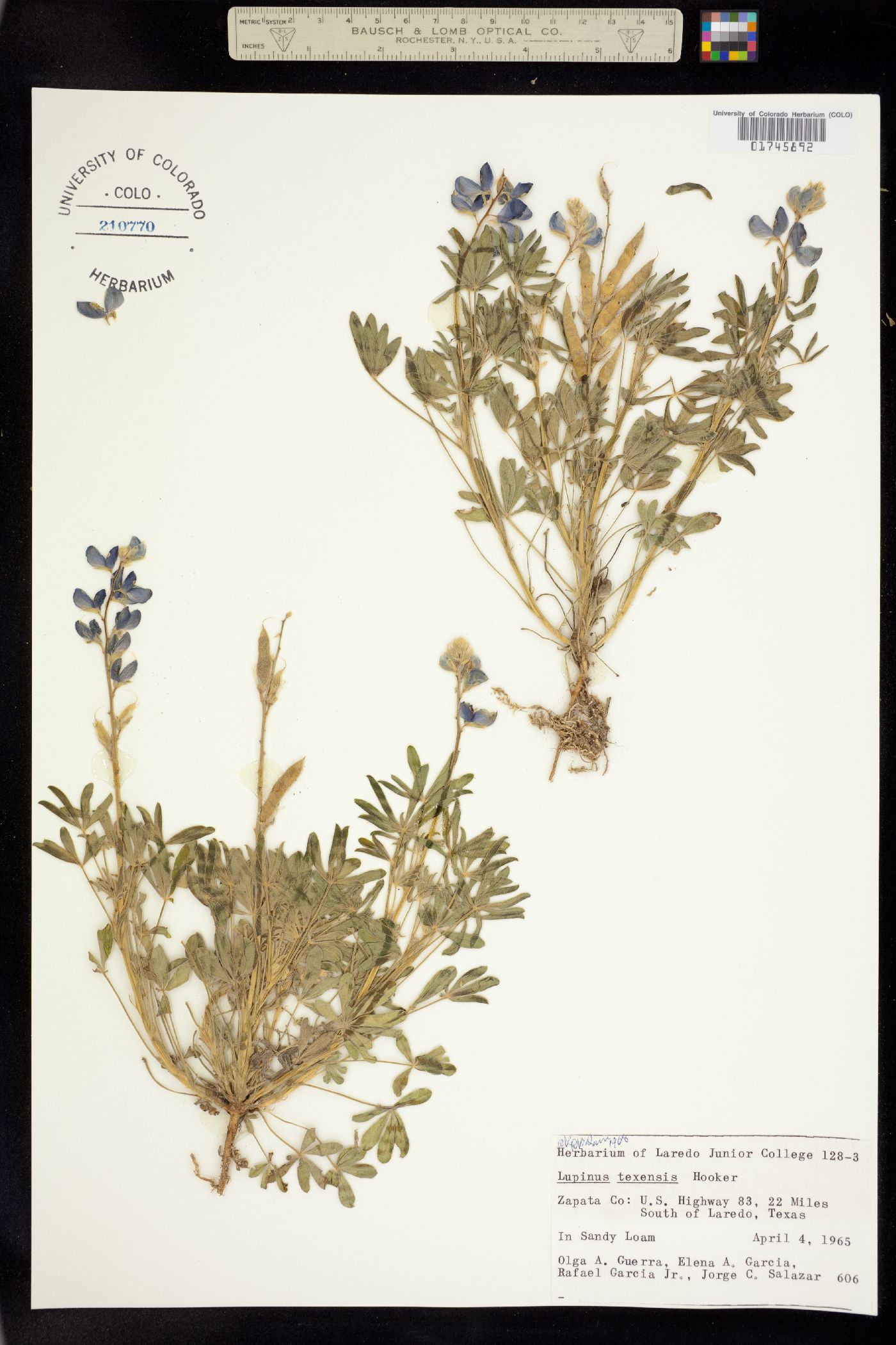 Lupinus texensis image