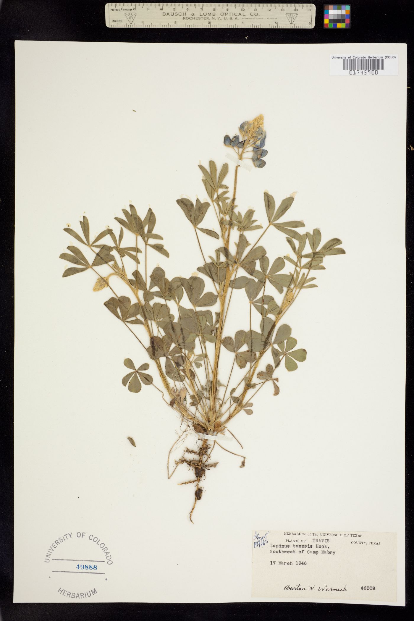 Lupinus texensis image