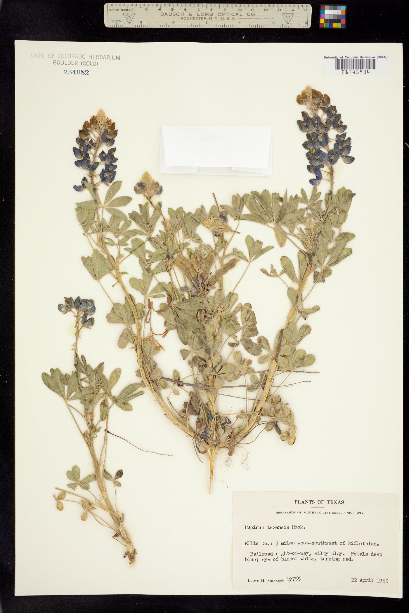 Lupinus texensis image