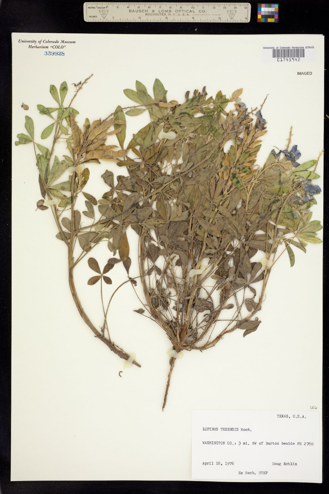 Lupinus texensis image