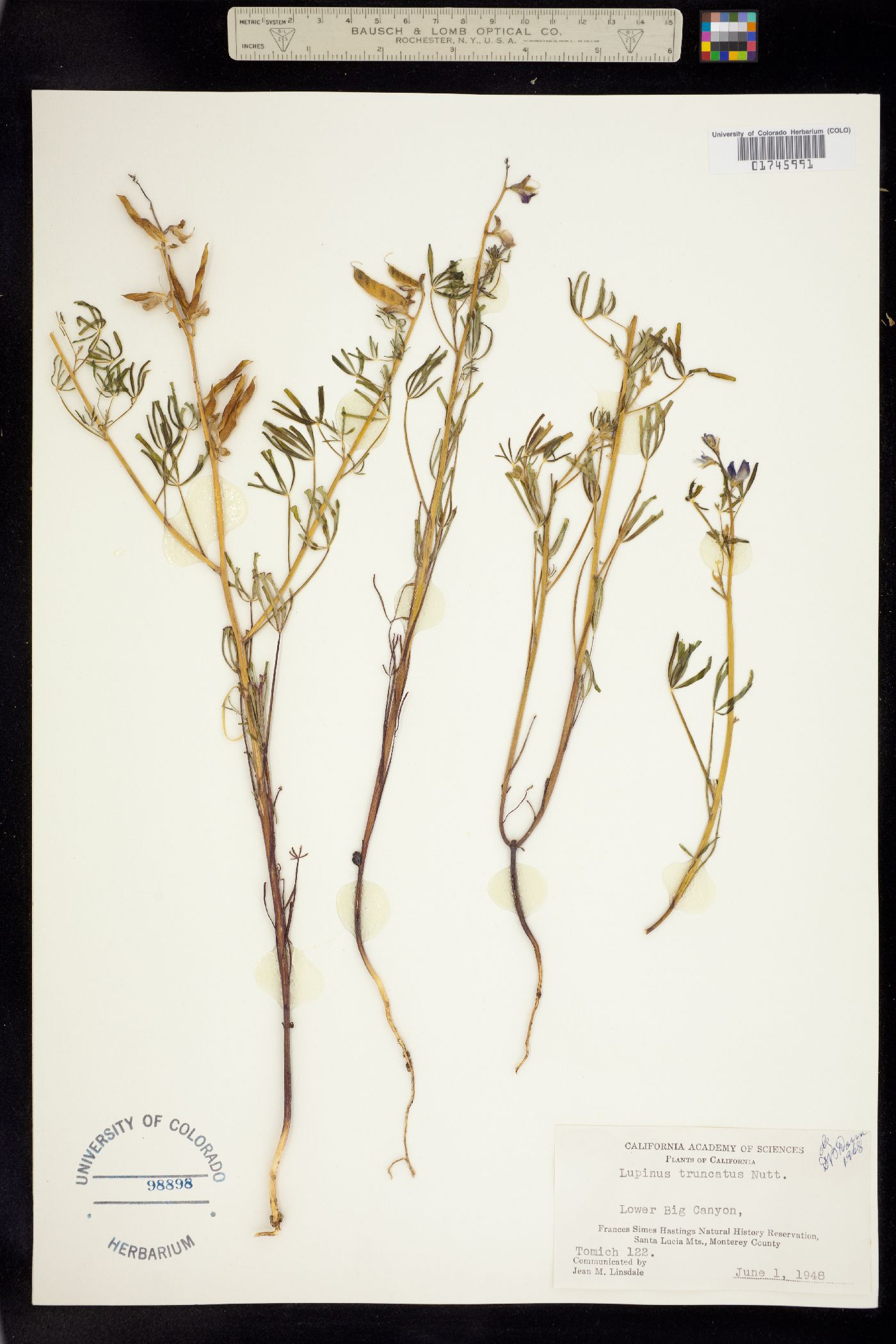 Lupinus truncatus image