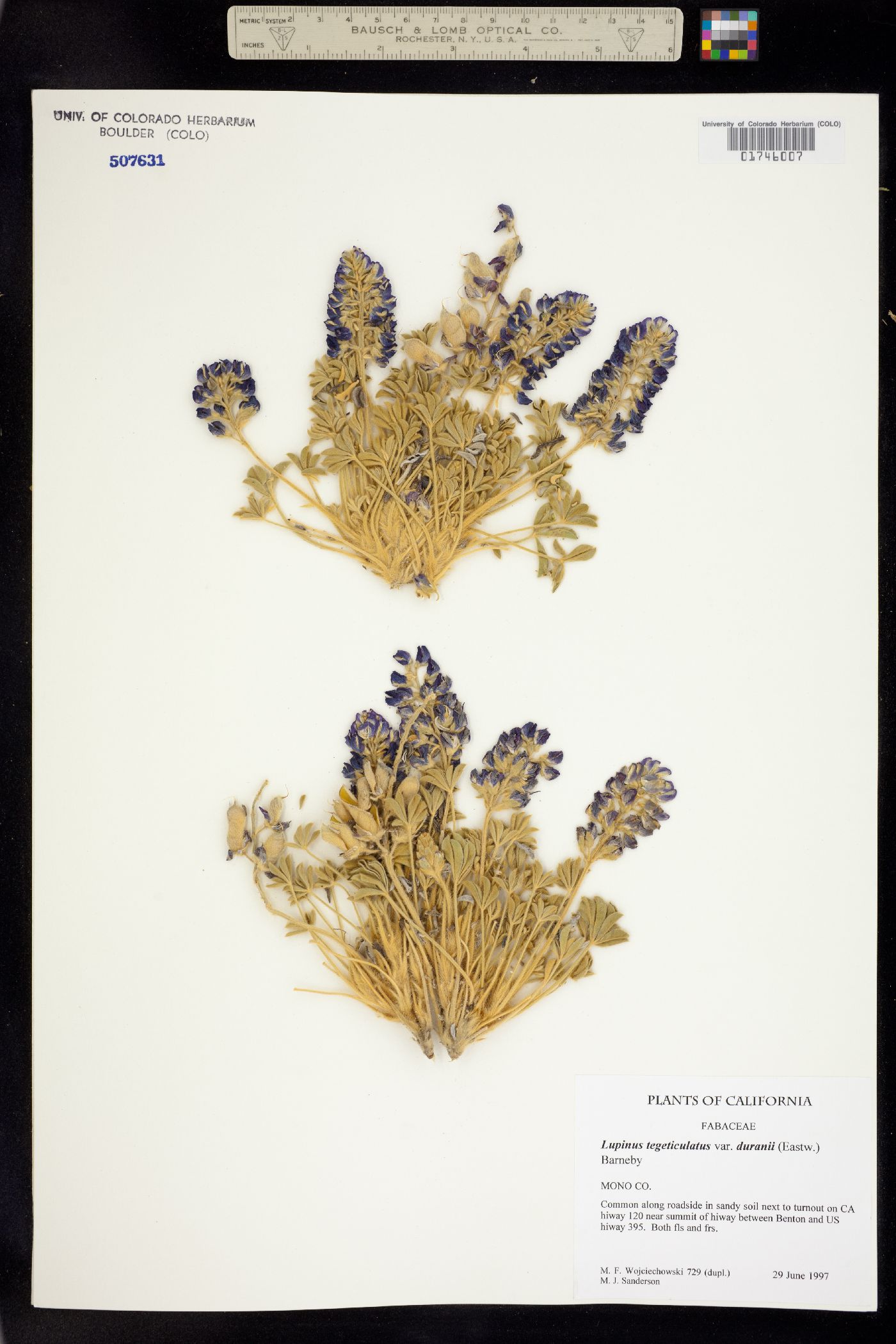 Lupinus tidestromii image