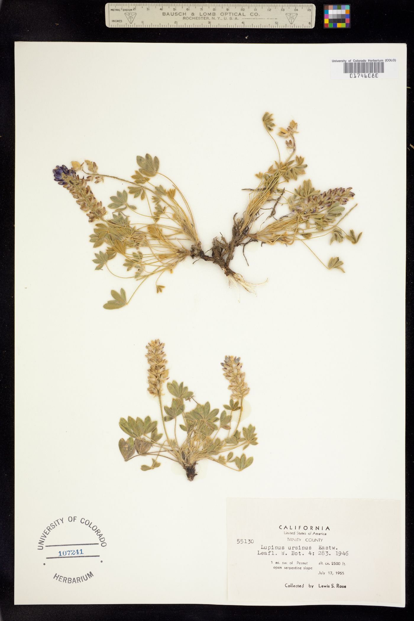 Lupinus sellulus ssp. ursinus image