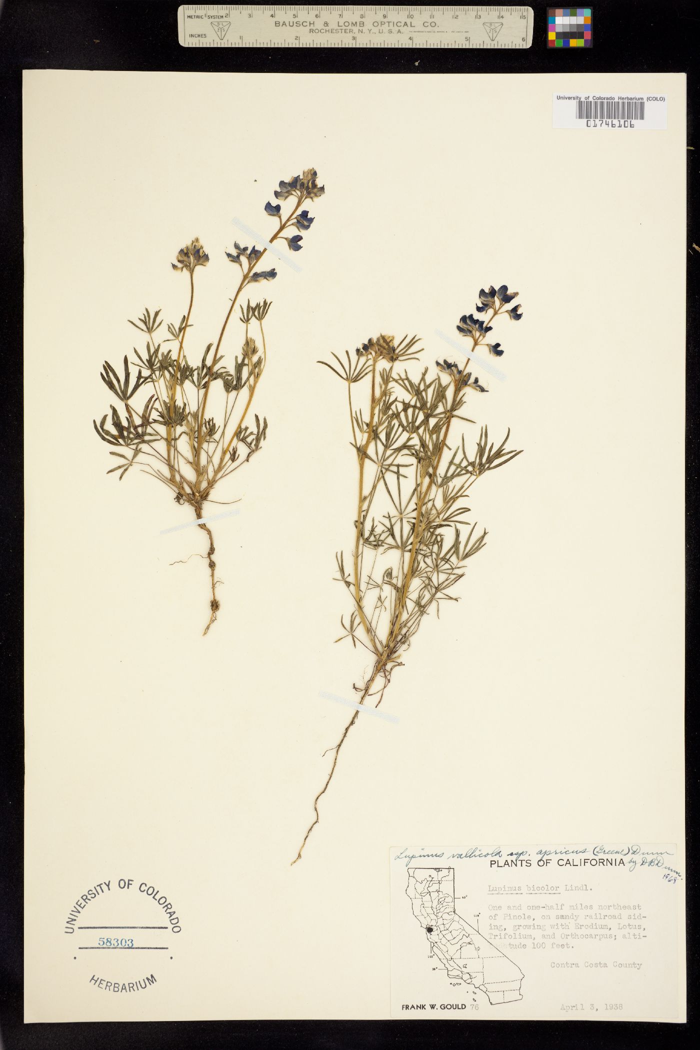 Lupinus vallicola image