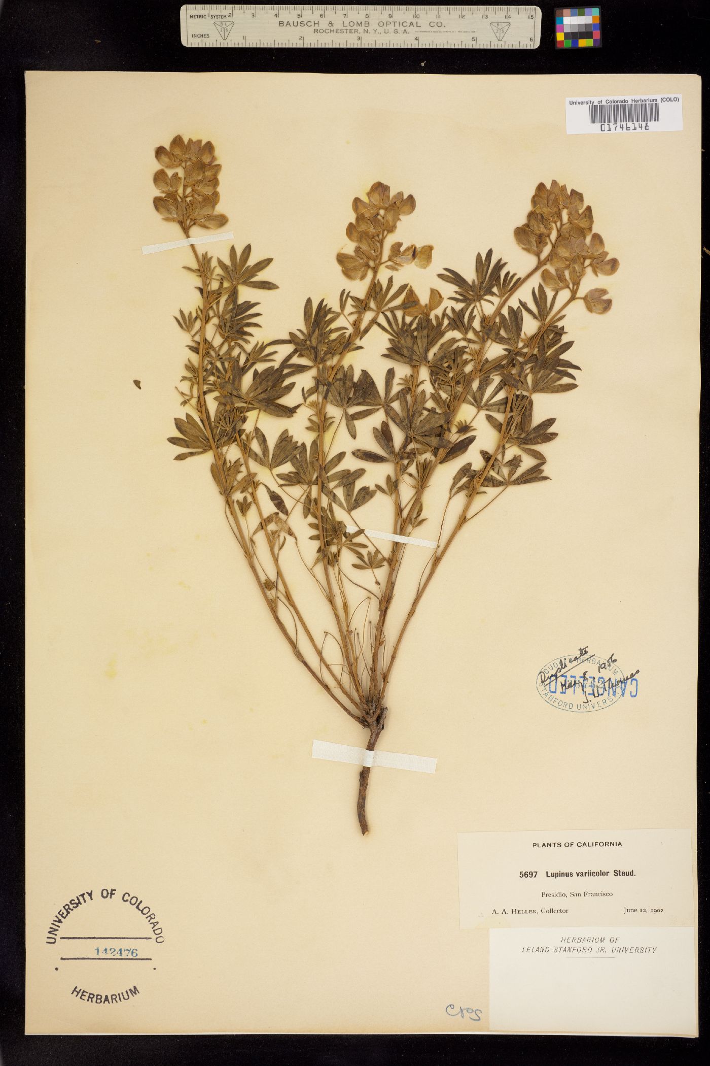Lupinus varicolor image