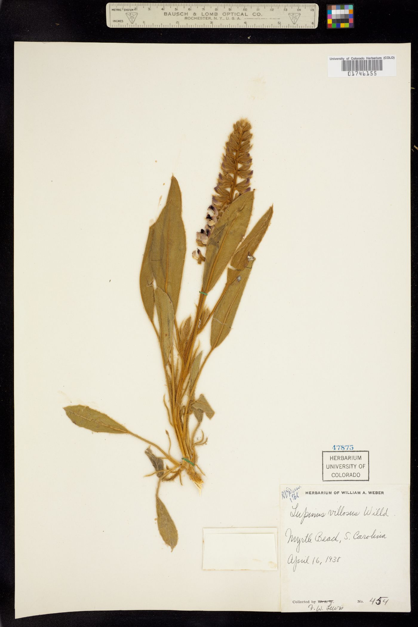 Lupinus villosus image