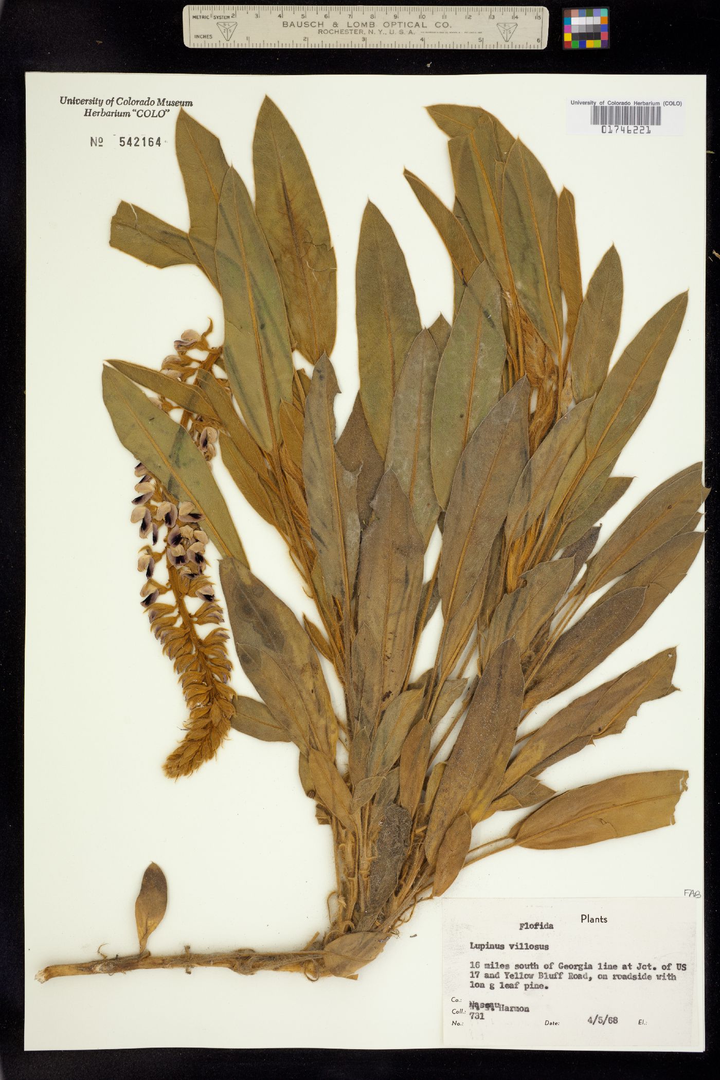 Lupinus villosus image