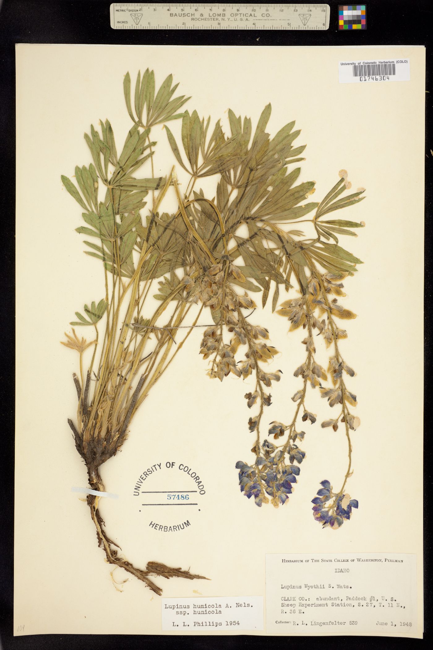 Lupinus wyethii image