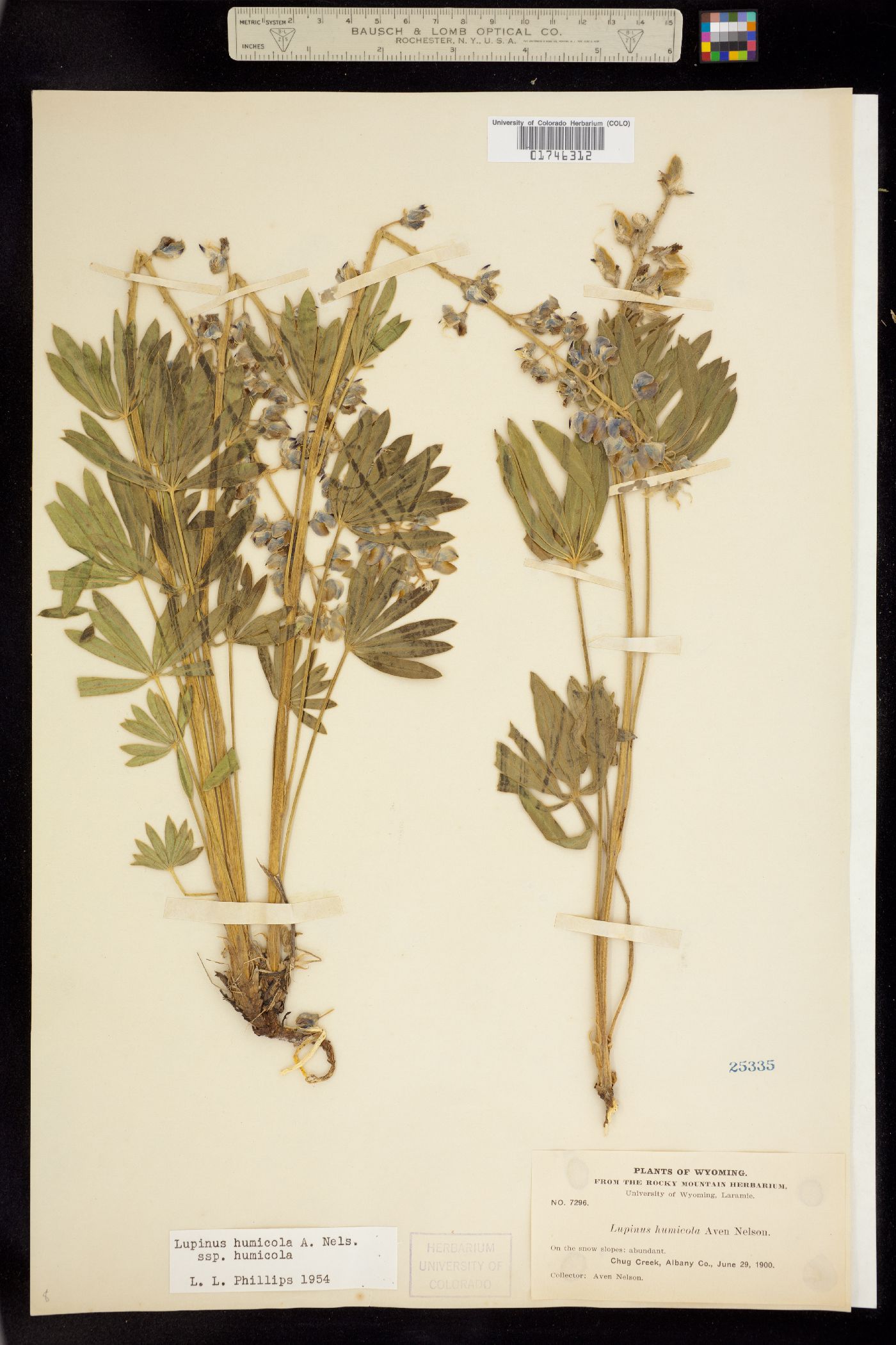 Lupinus wyethii image