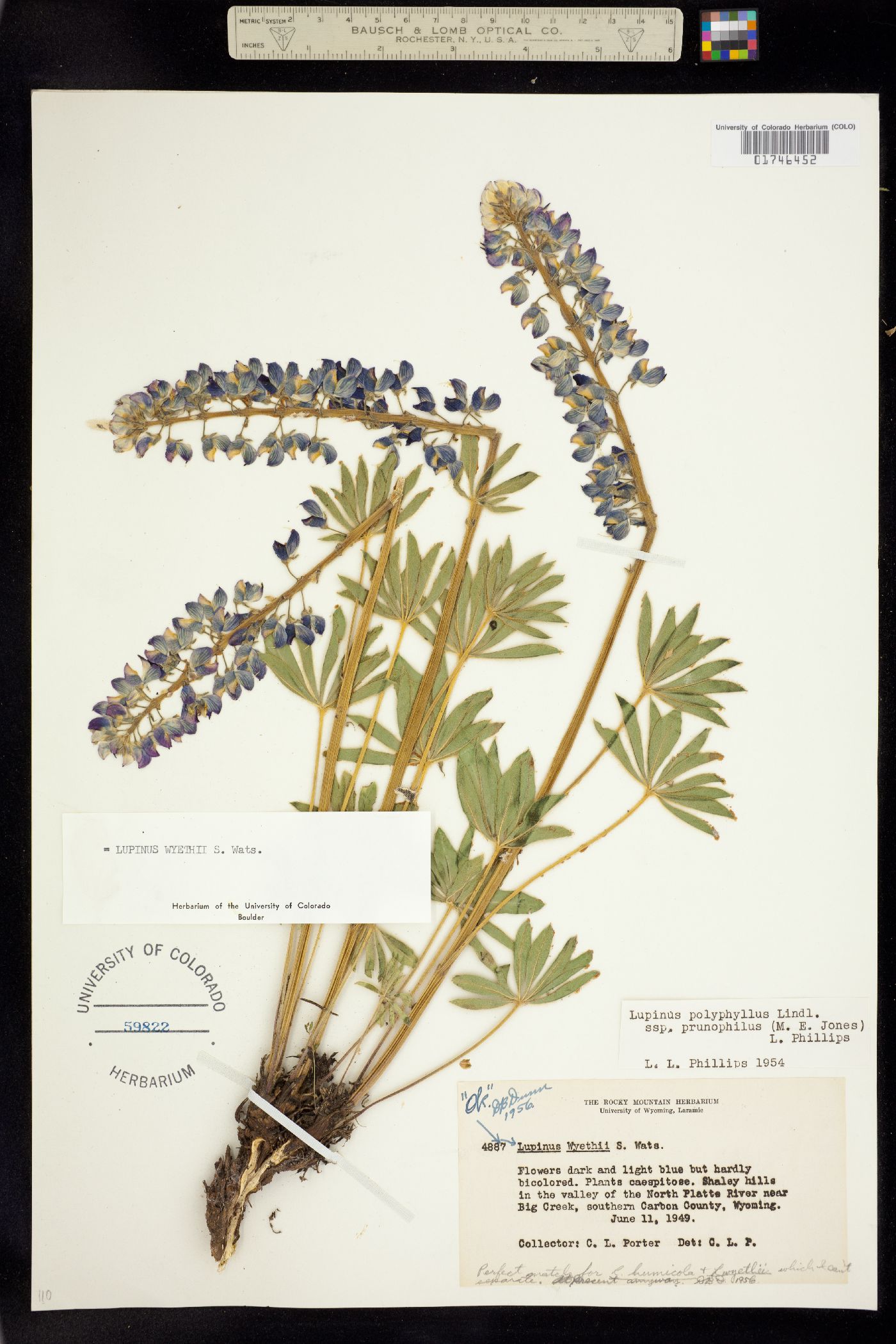 Lupinus wyethii image