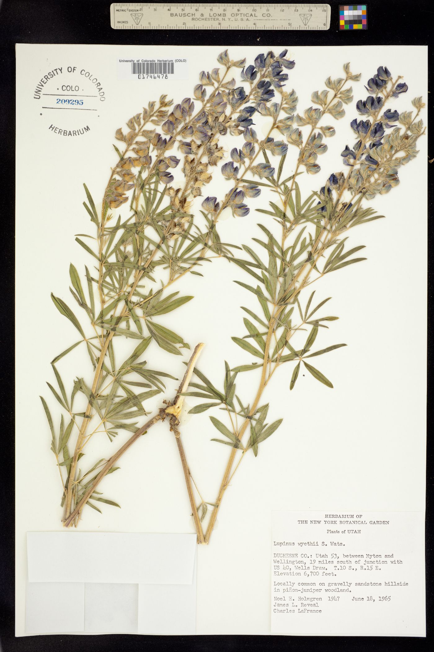 Lupinus wyethii image