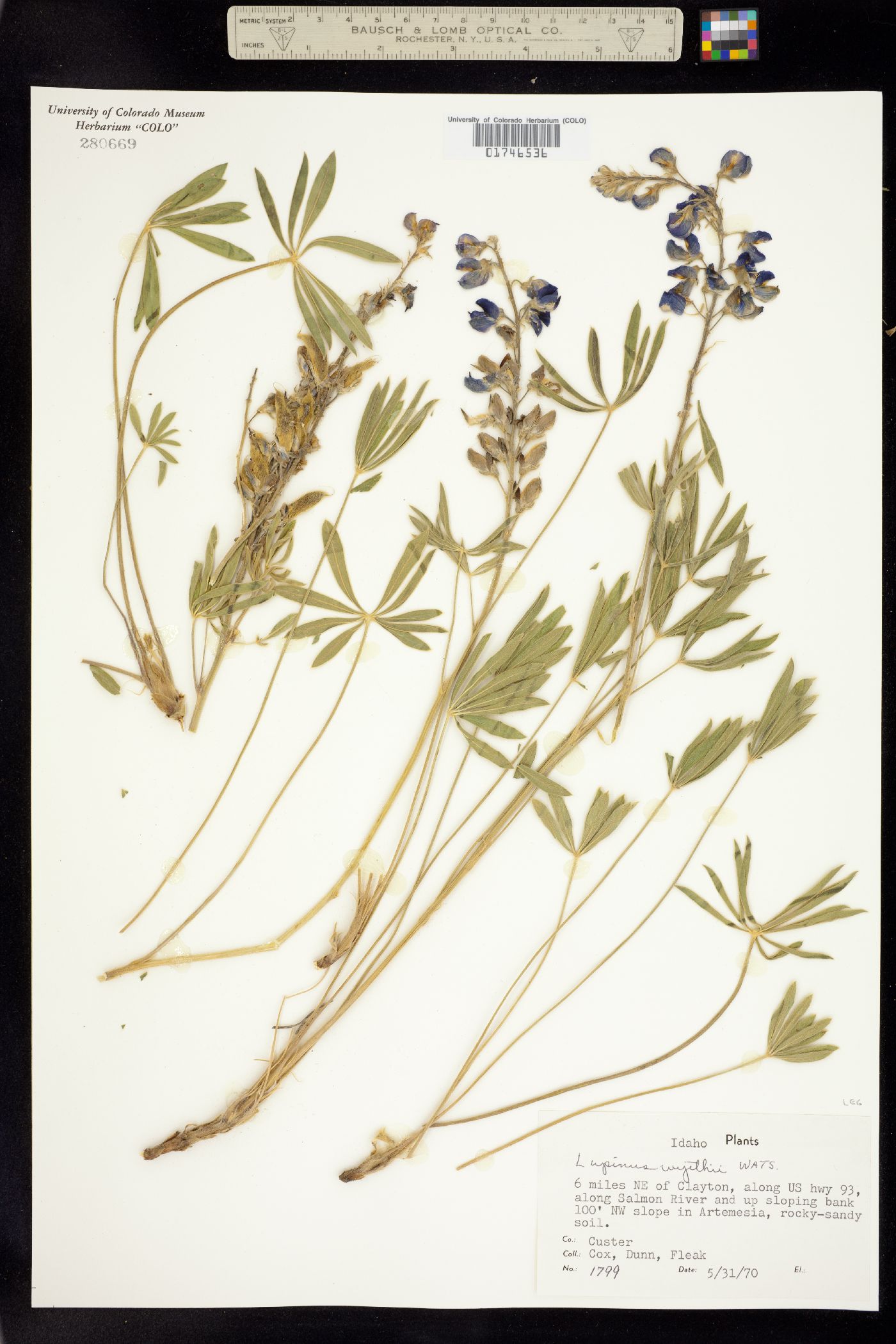 Lupinus wyethii image