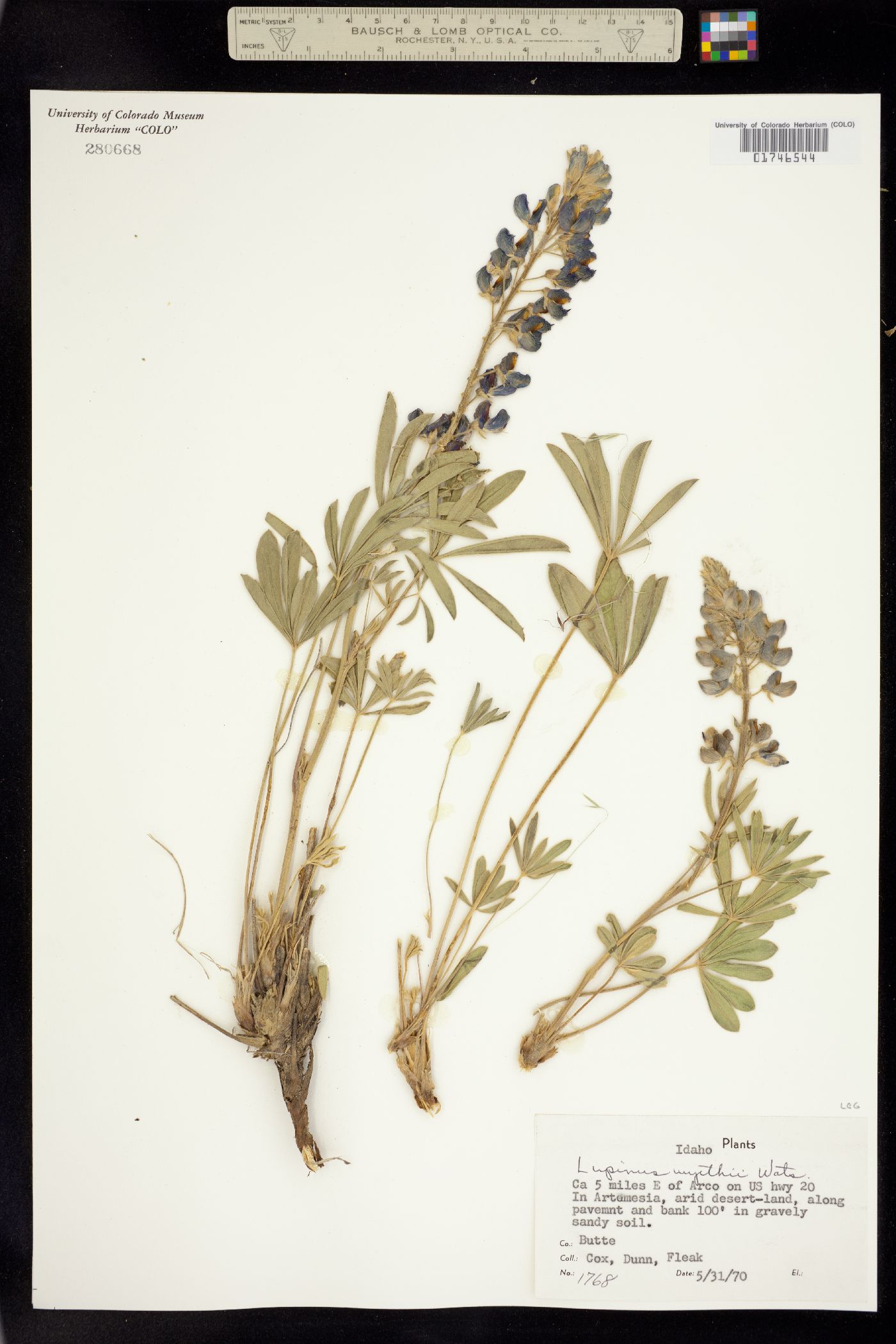 Lupinus wyethii image
