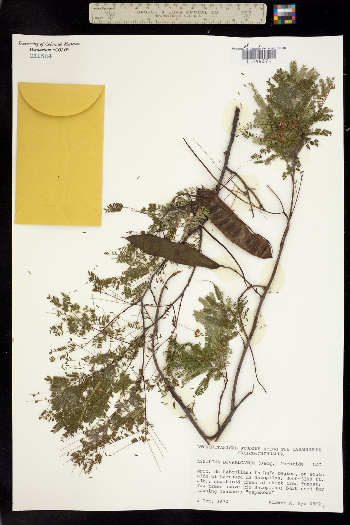 Lysiloma divaricatum image