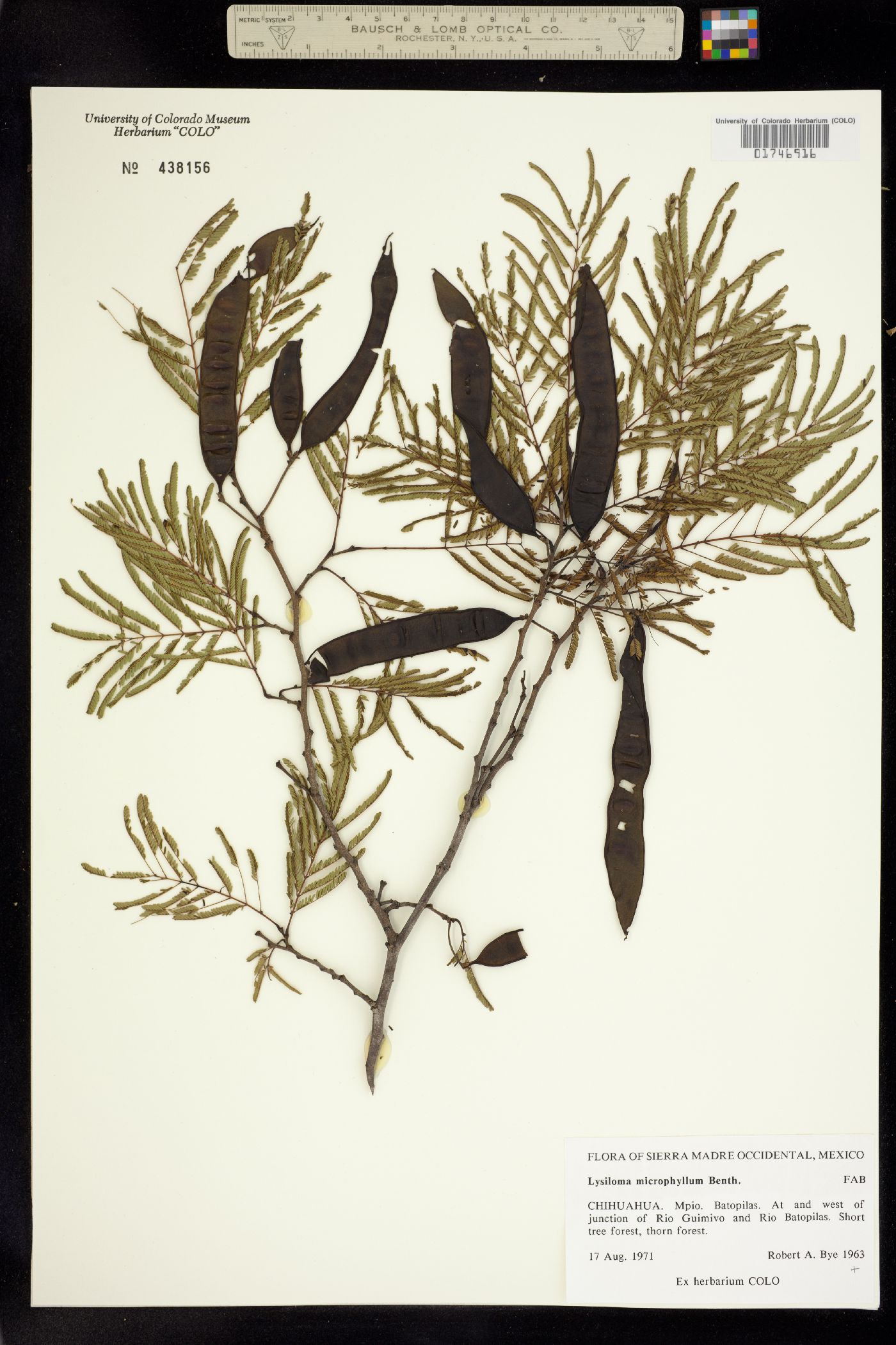 Lysiloma divaricatum image