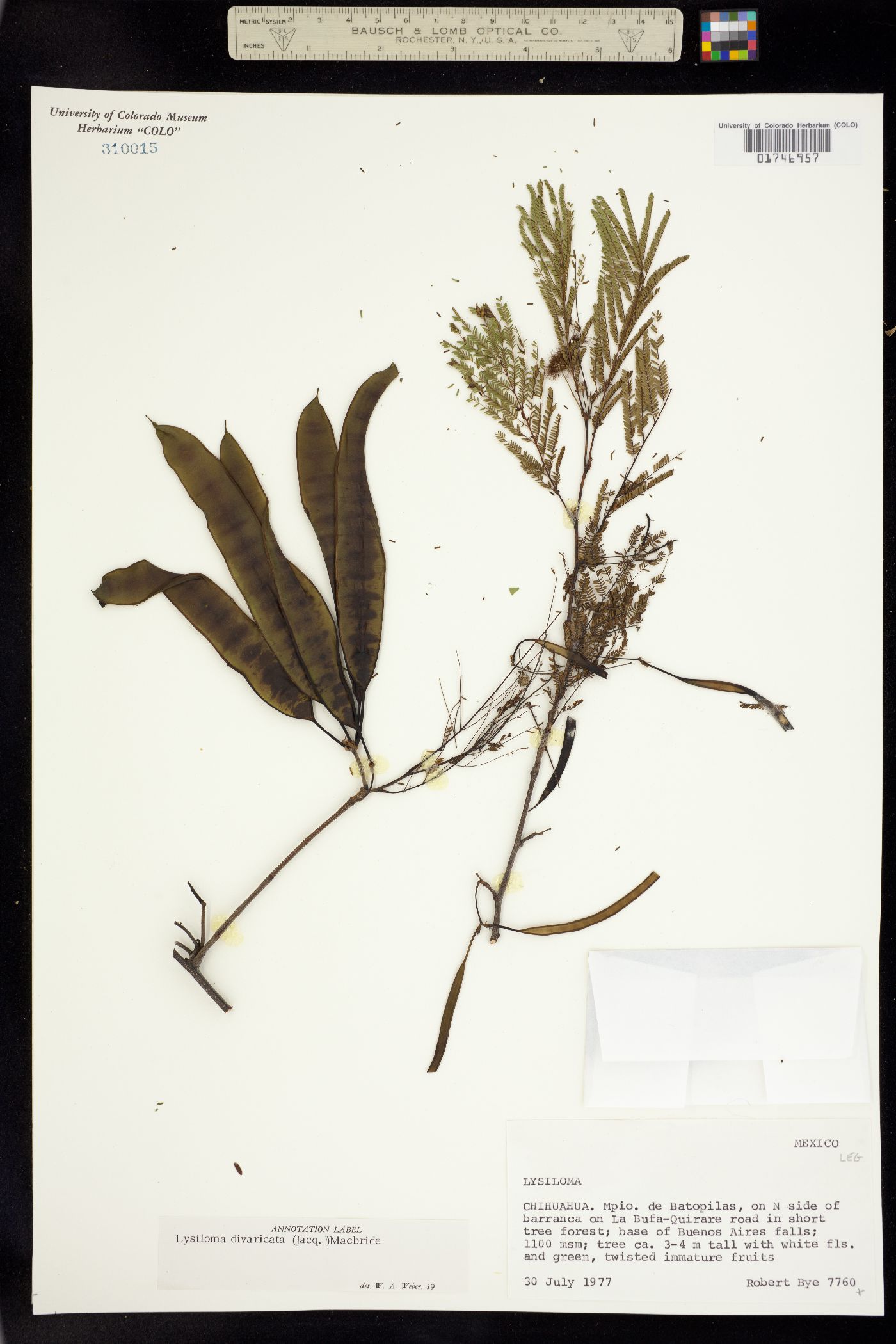 Lysiloma divaricatum image