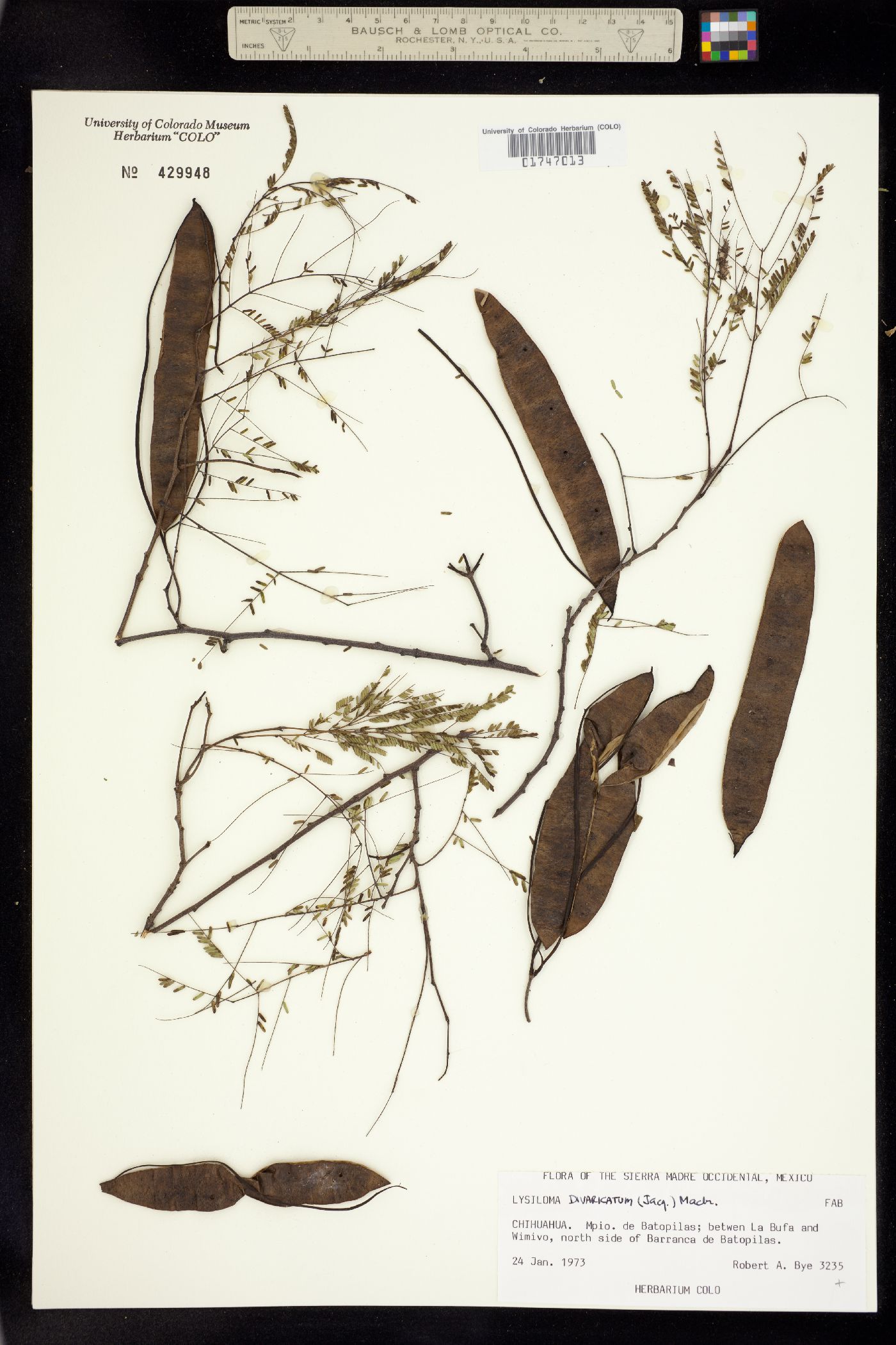Lysiloma divaricatum image
