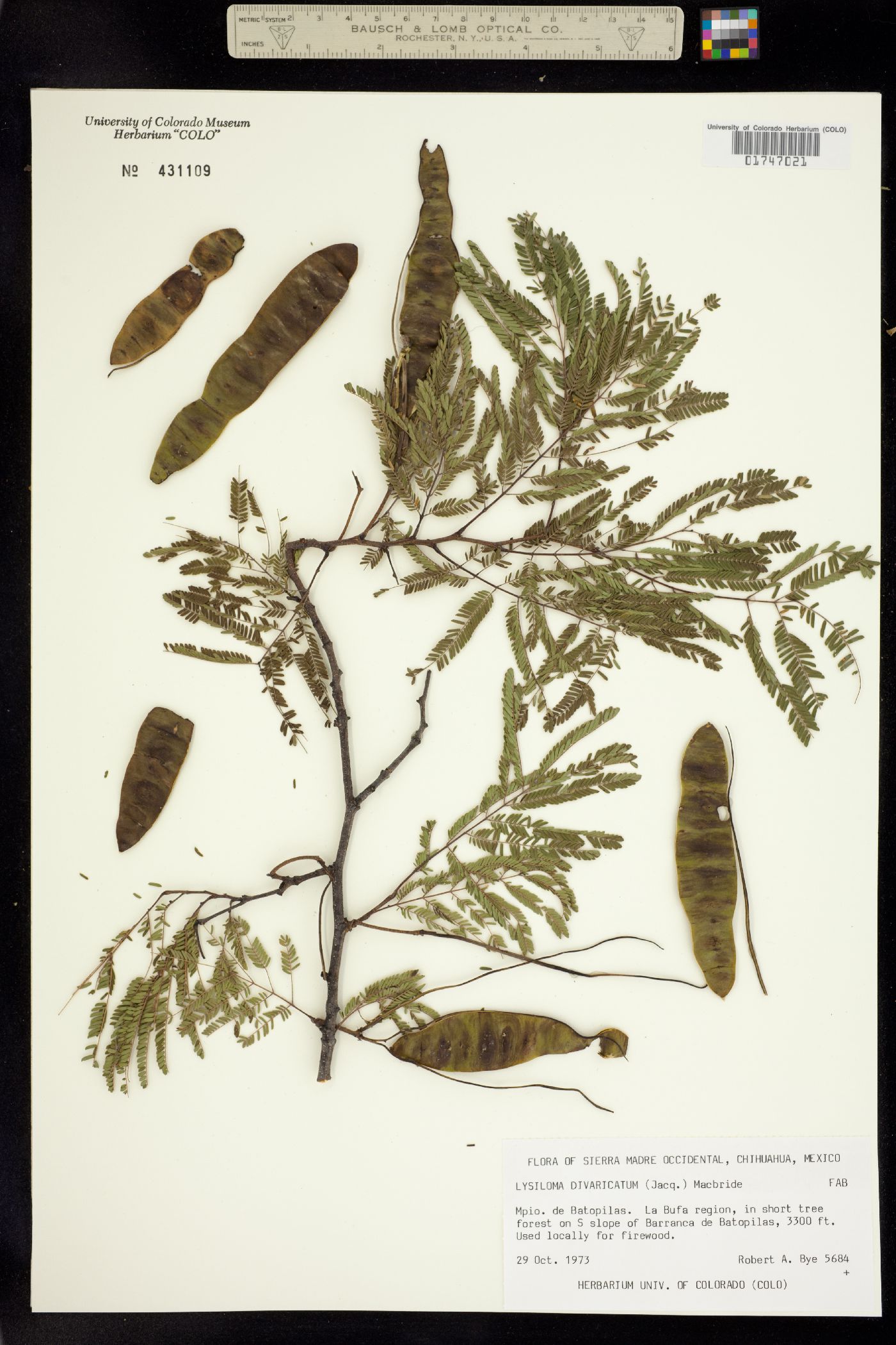 Lysiloma image