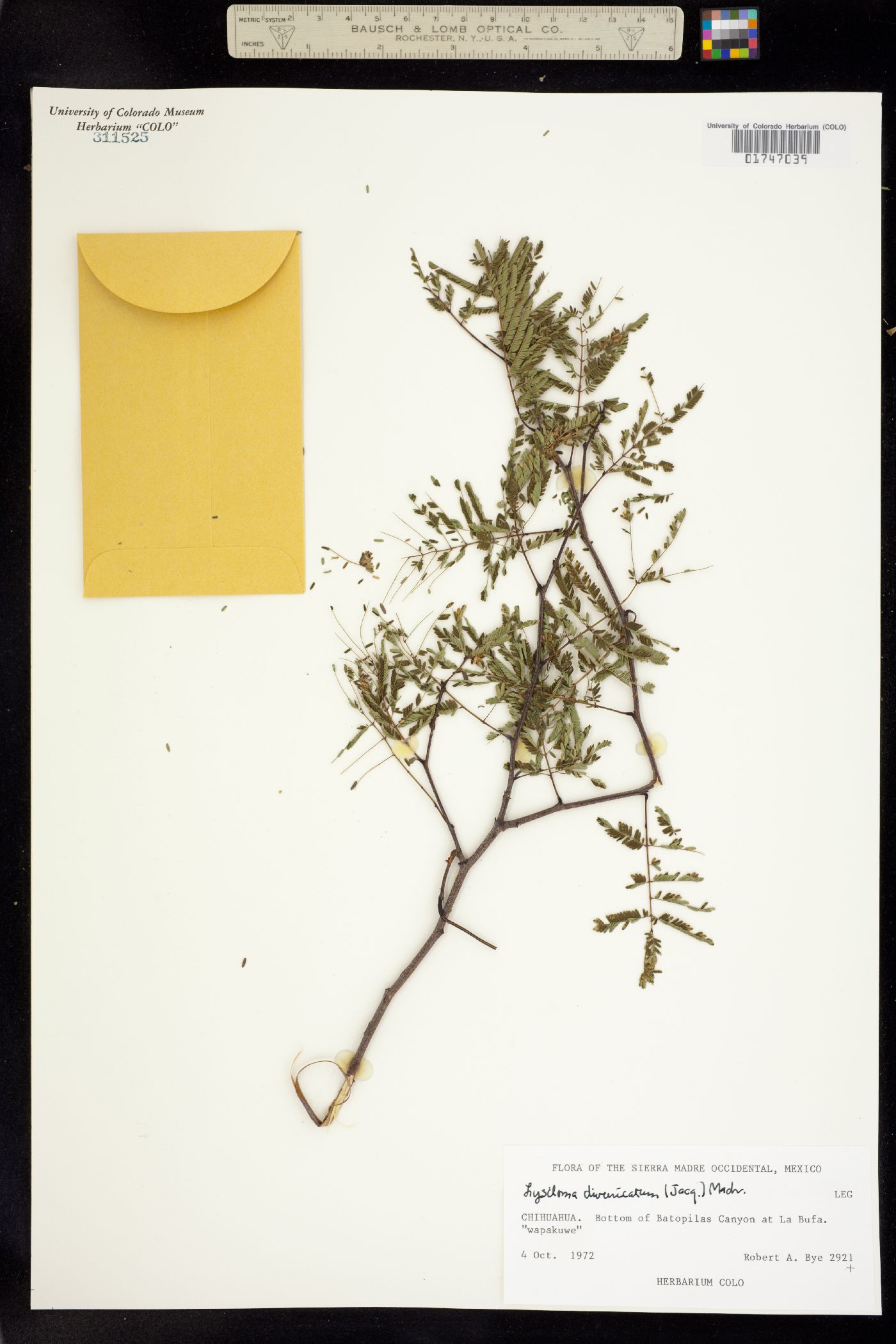 Lysiloma divaricatum image
