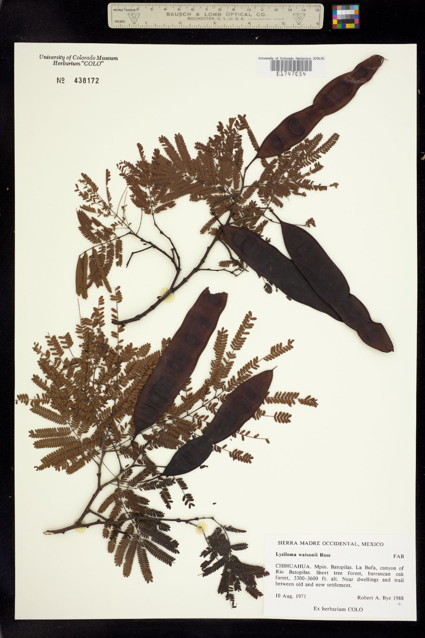 Lysiloma watsonii image