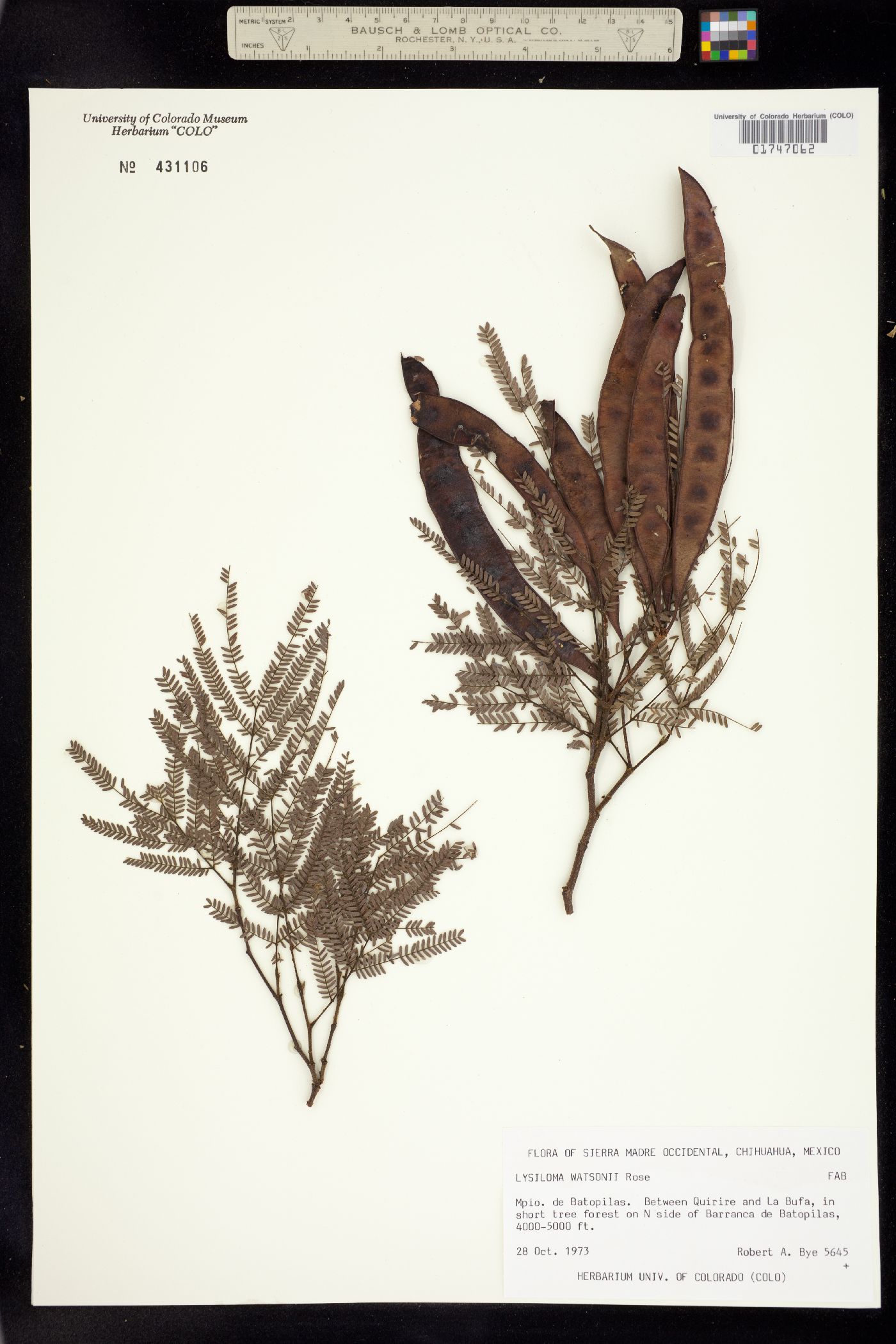 Lysiloma watsonii image